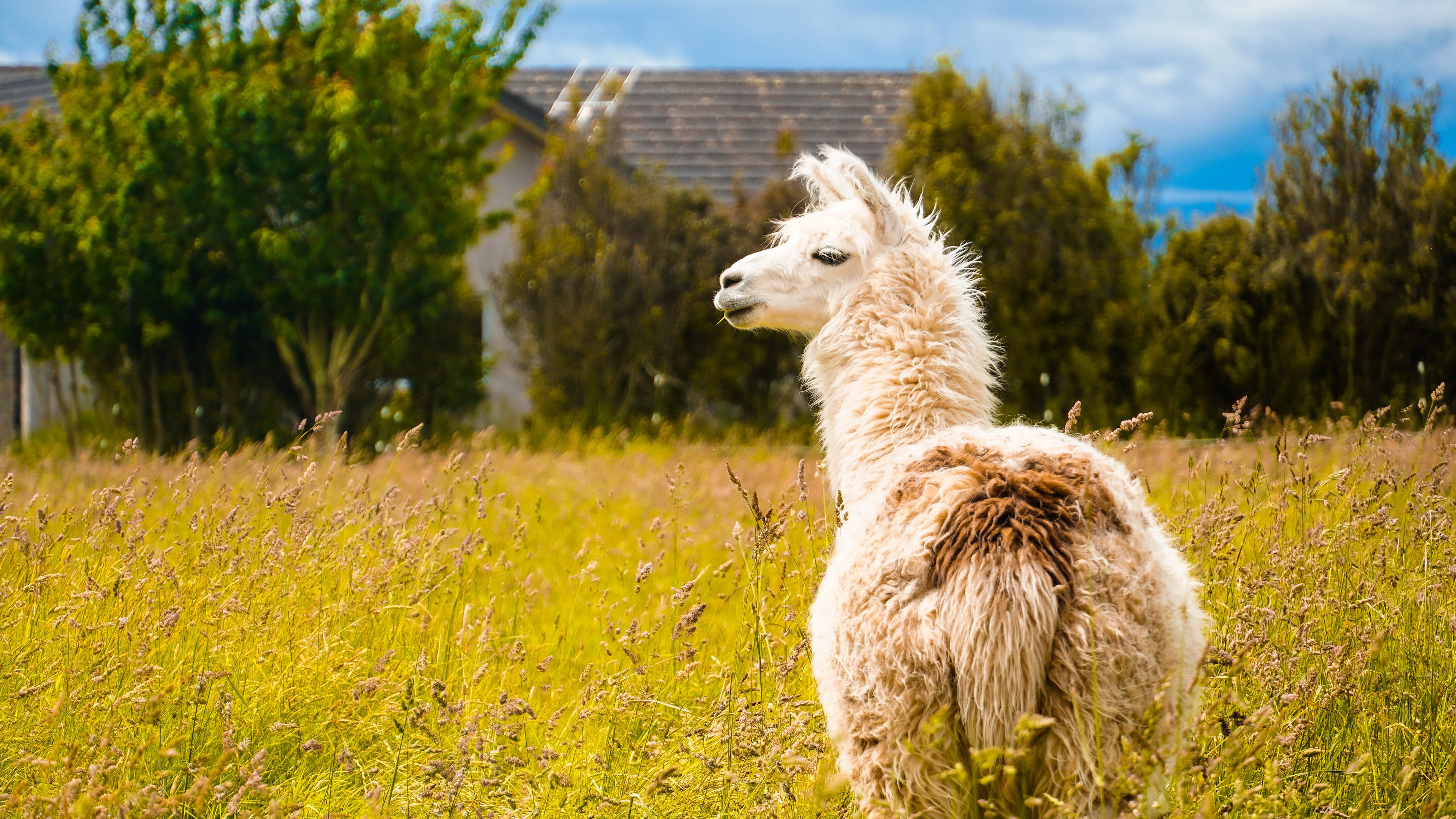 Lama in a field 4K HD Wallpaper