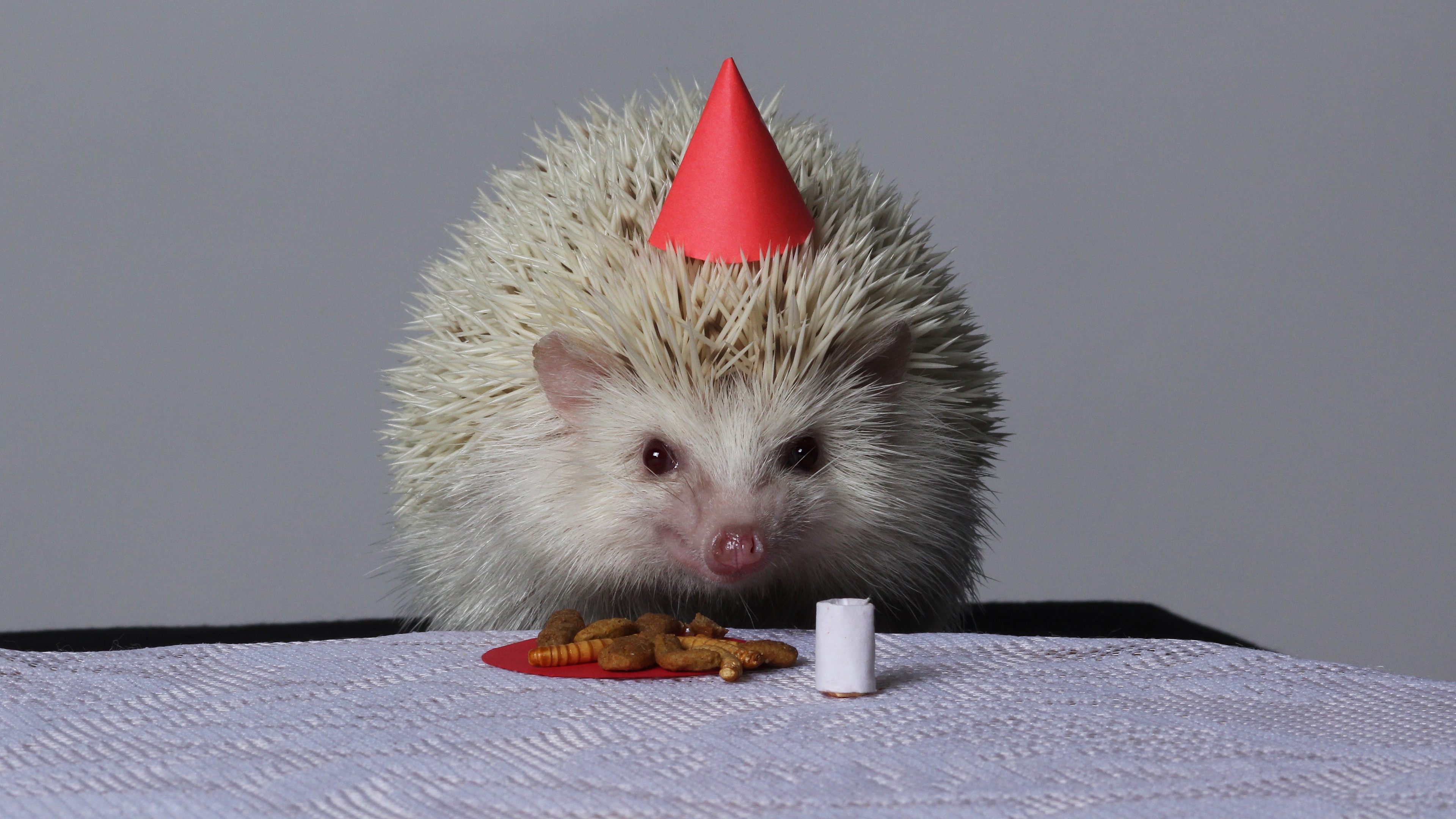 Hedgehog wearing a party hat with food HD Wallpaper
