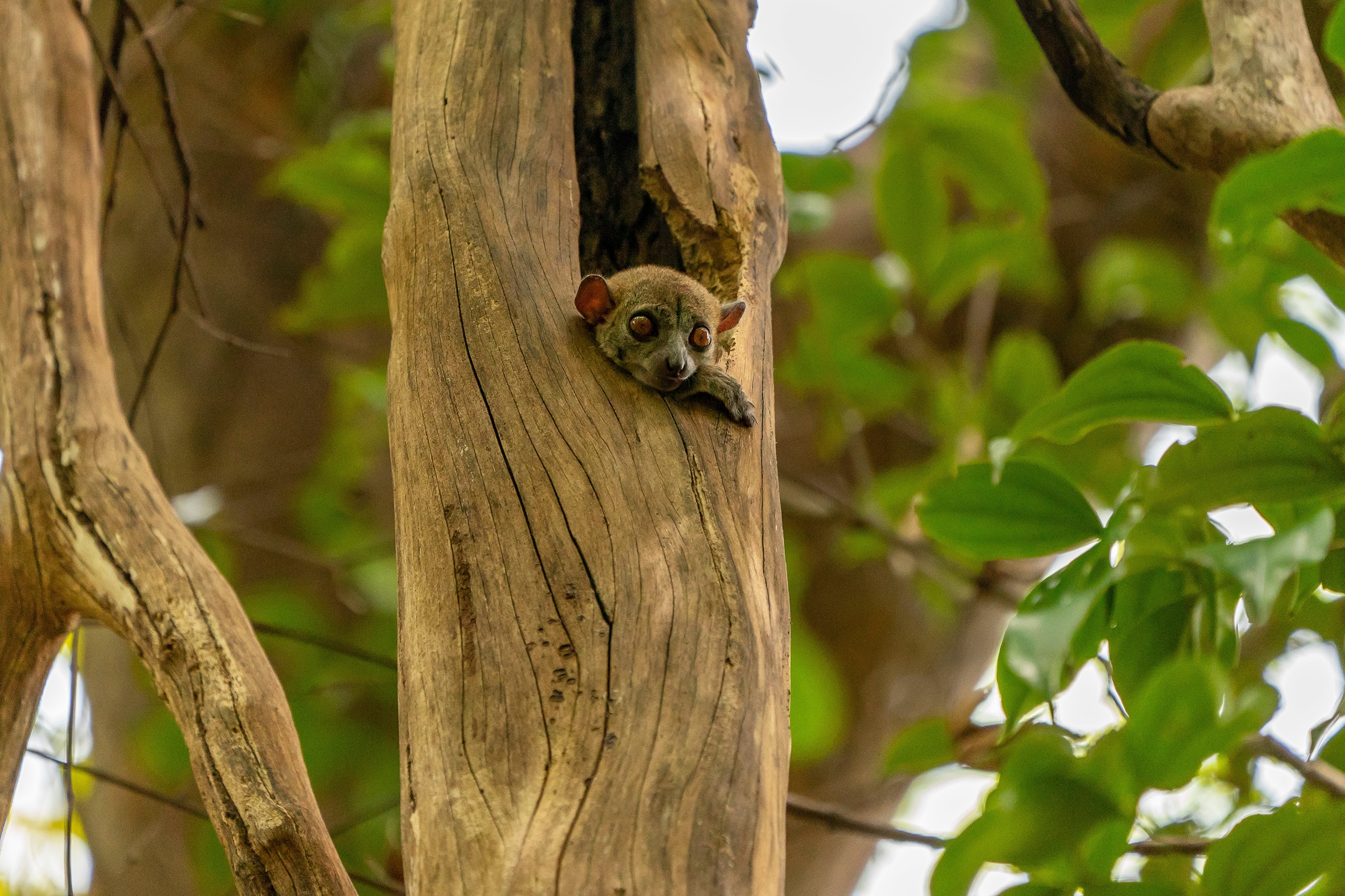Baby Lemur Peeking from Tree Trunk HD Wallpaper
