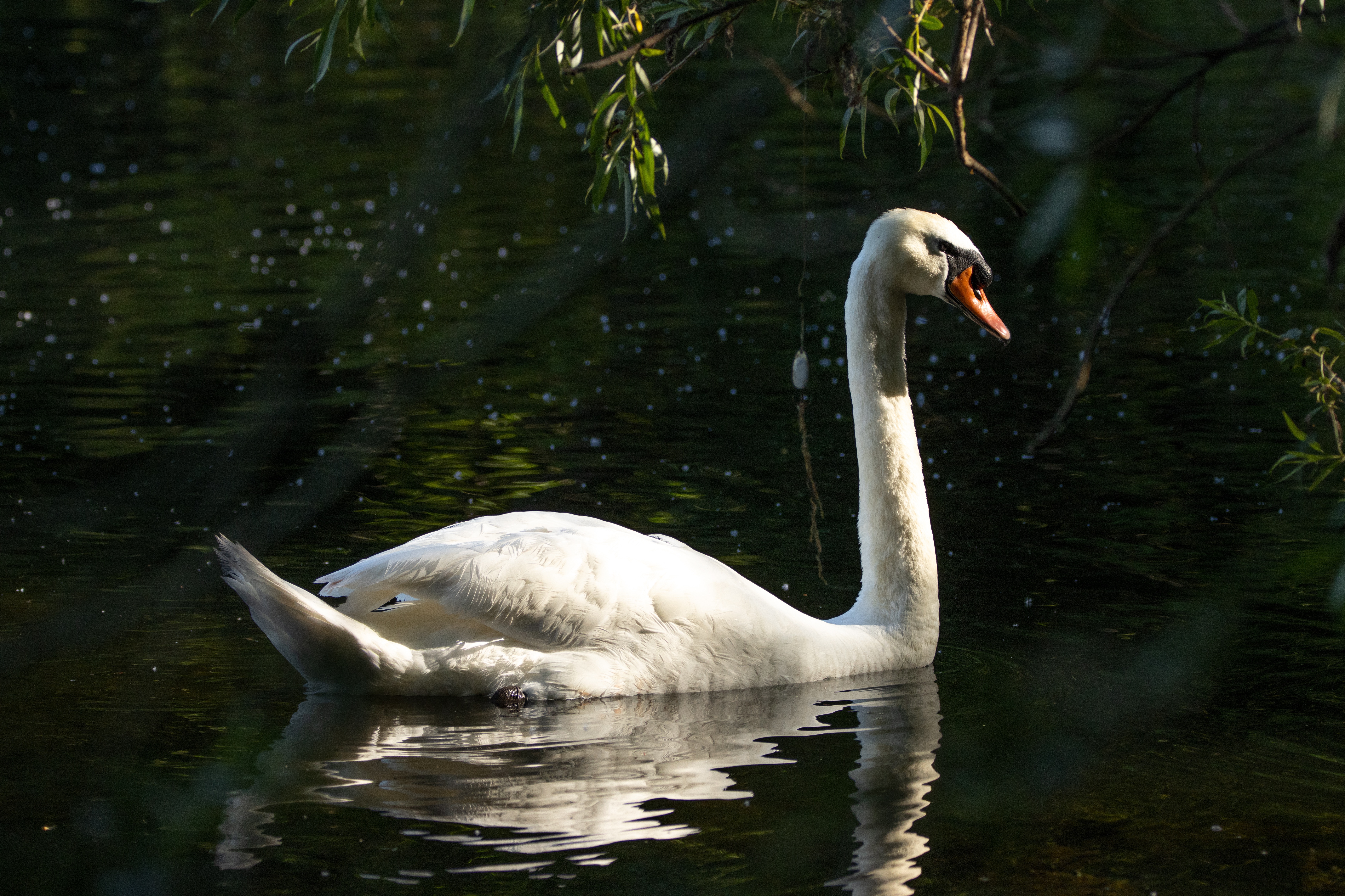 Mute Swan on a Pond HD Wallpaper