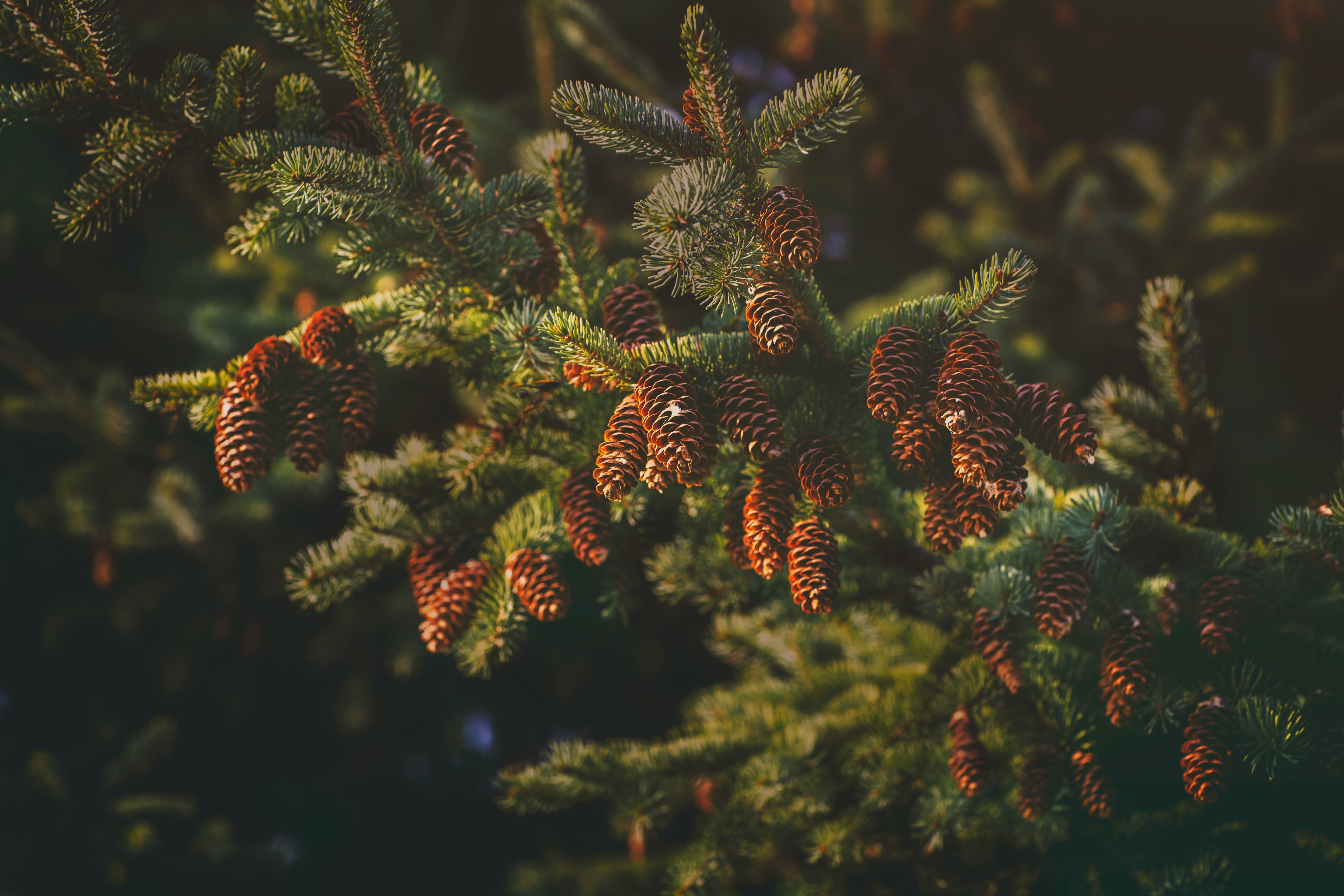 Spruce branch with cones HD Wallpaper