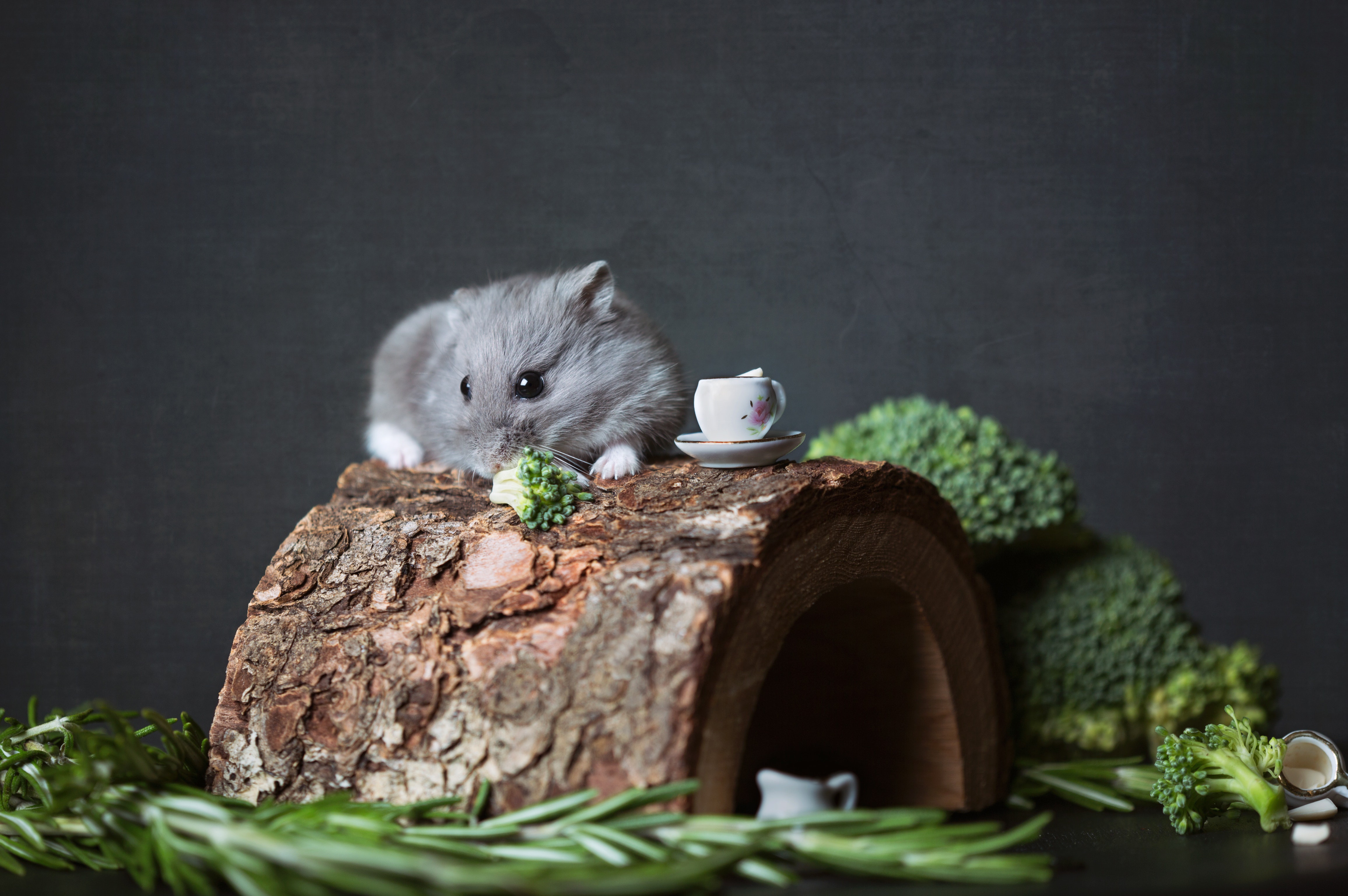 Gray hamster eating broccoli on a log HD Wallpaper