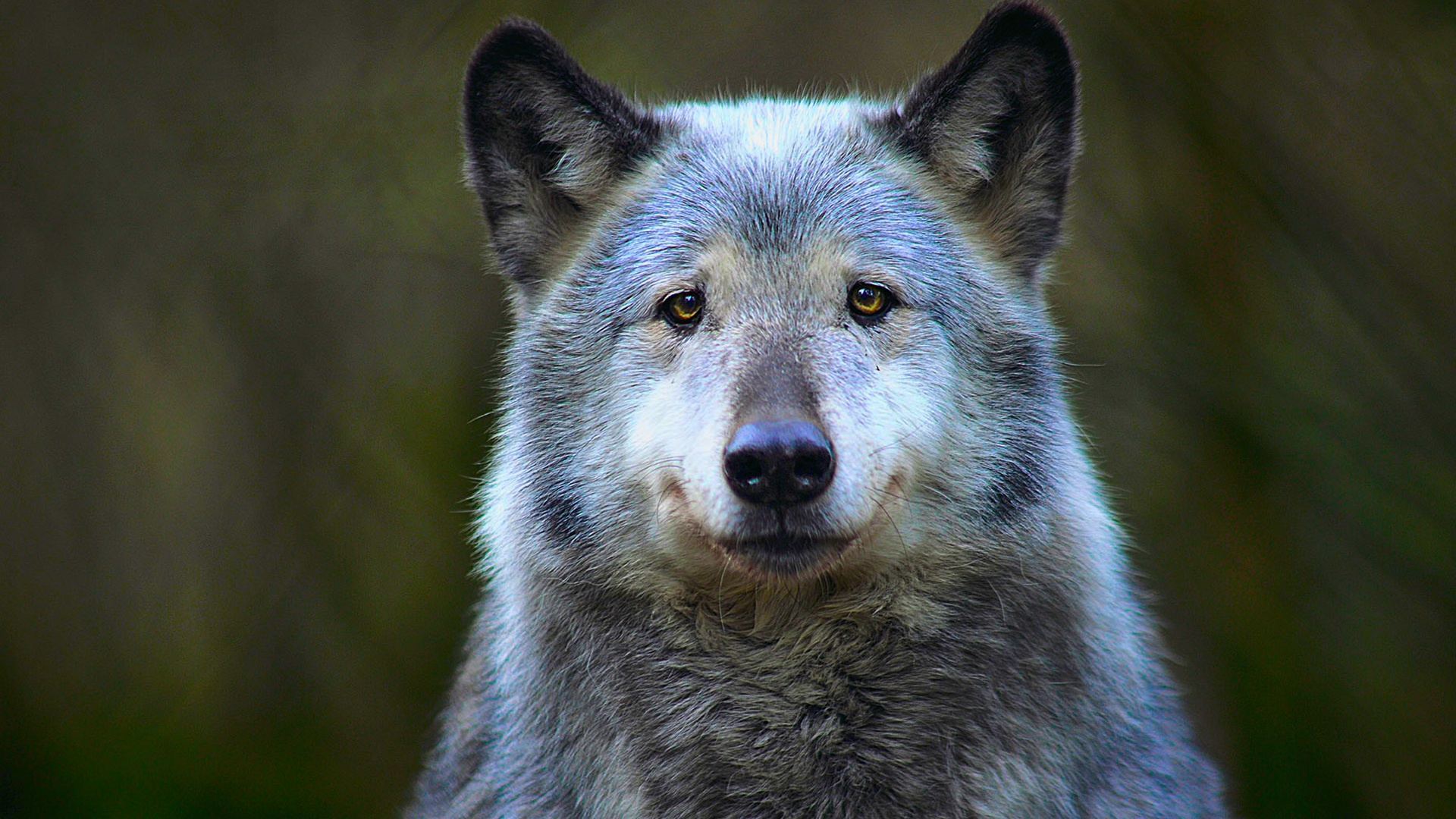 Close-up of a wolf's face HD Wallpaper