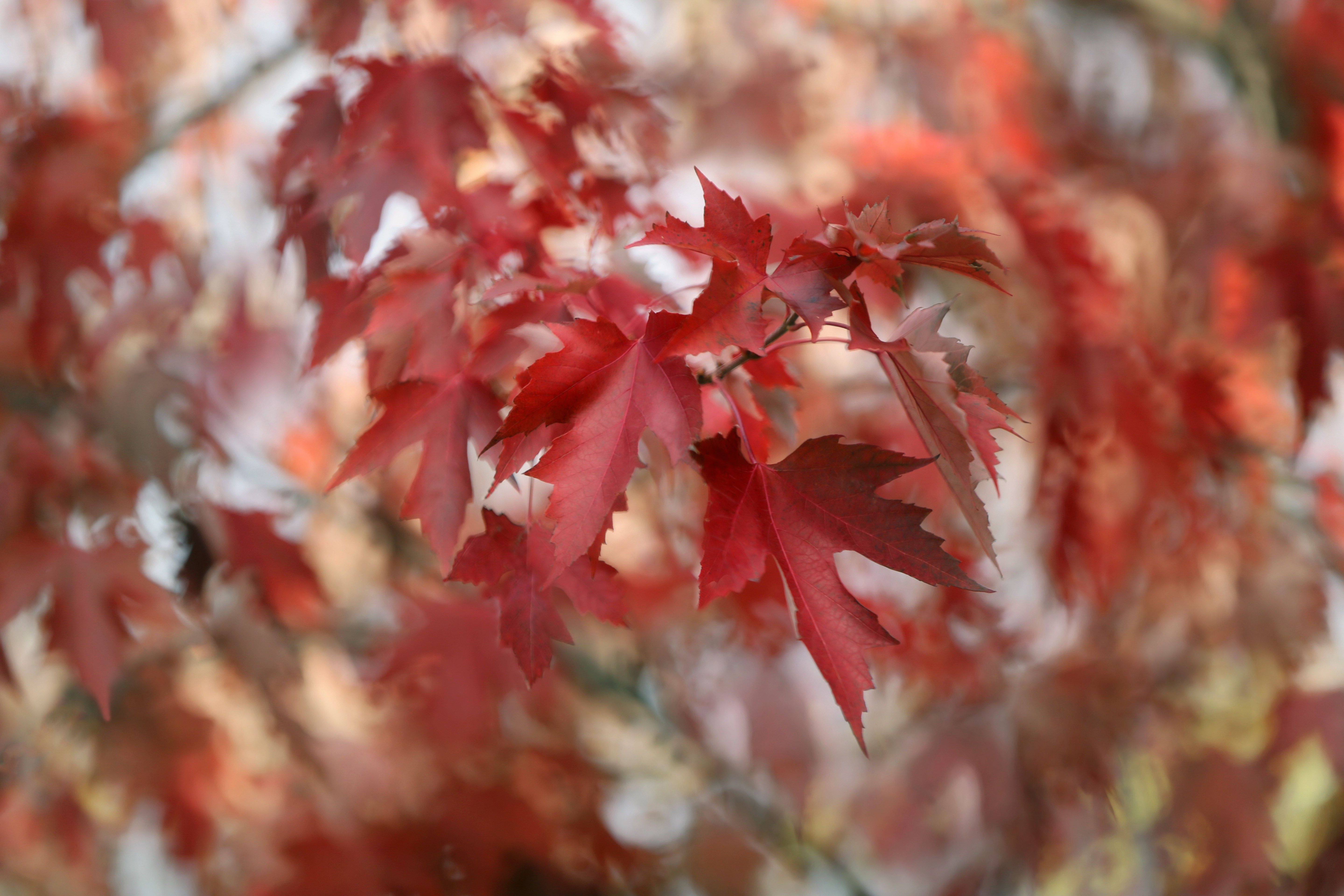 Red Maple Leaves in Fall with Bokeh HD Wallpaper