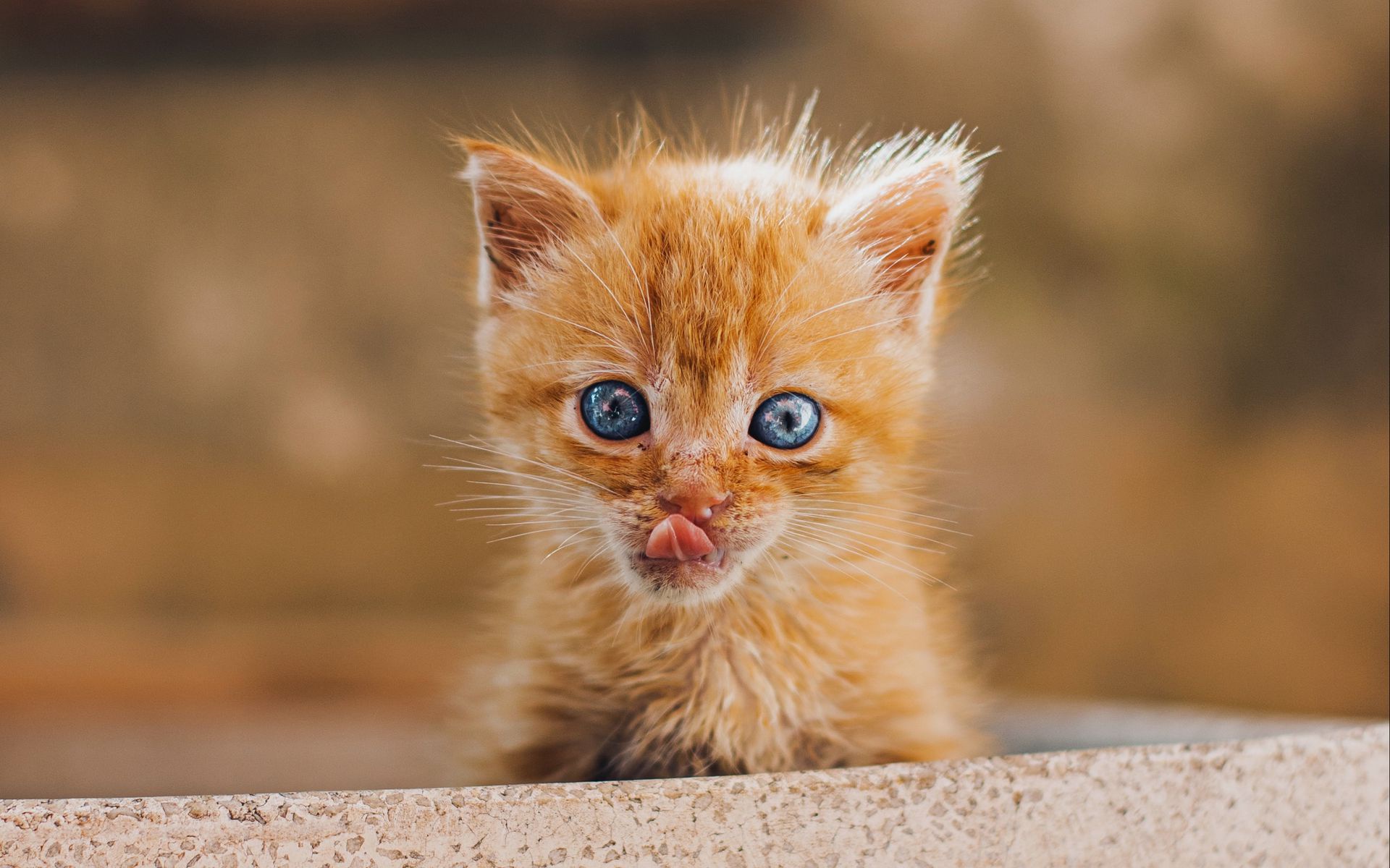 Ginger kitten with blue eyes sticking out its tongue HD Wallpaper