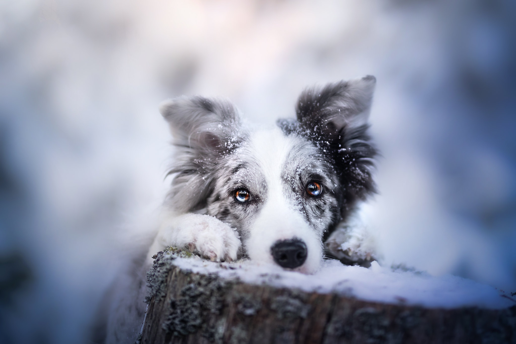 Border Collie dog with heterochromia in snow HD Wallpaper