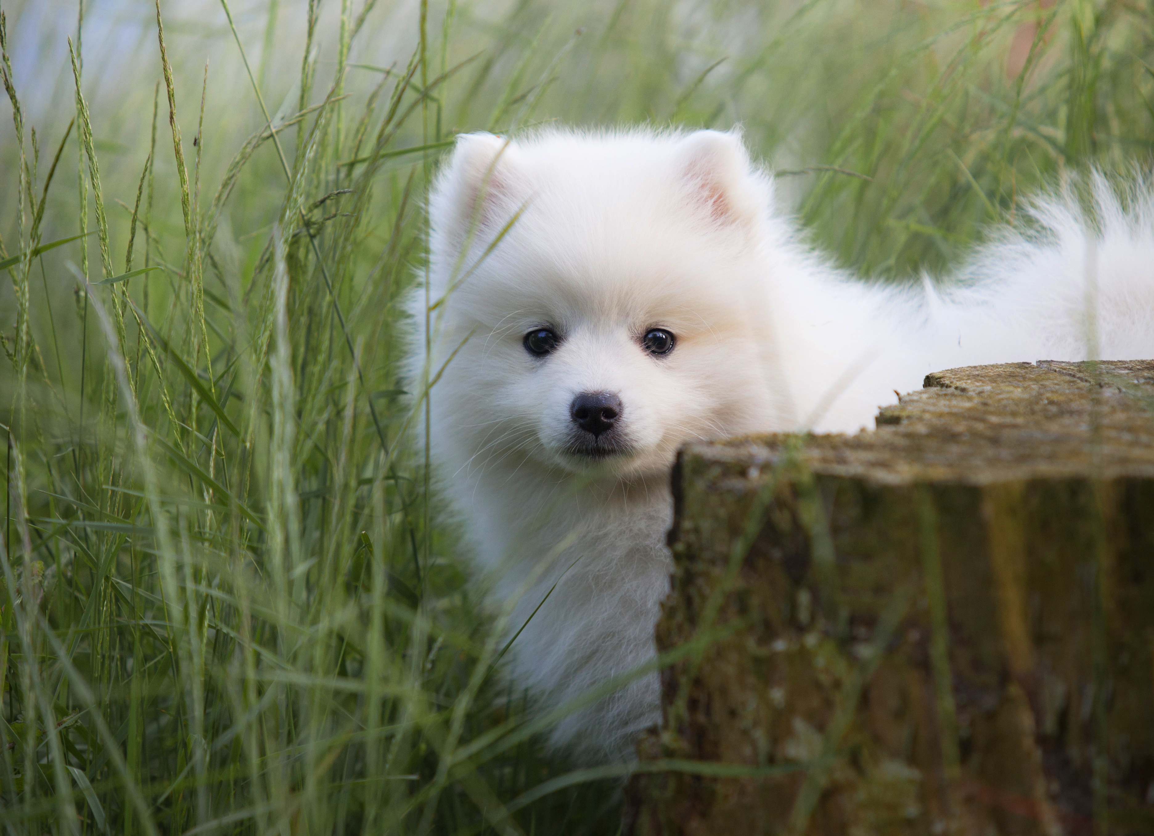 White Spitz puppy peeking from behind a tree stump HD Wallpaper