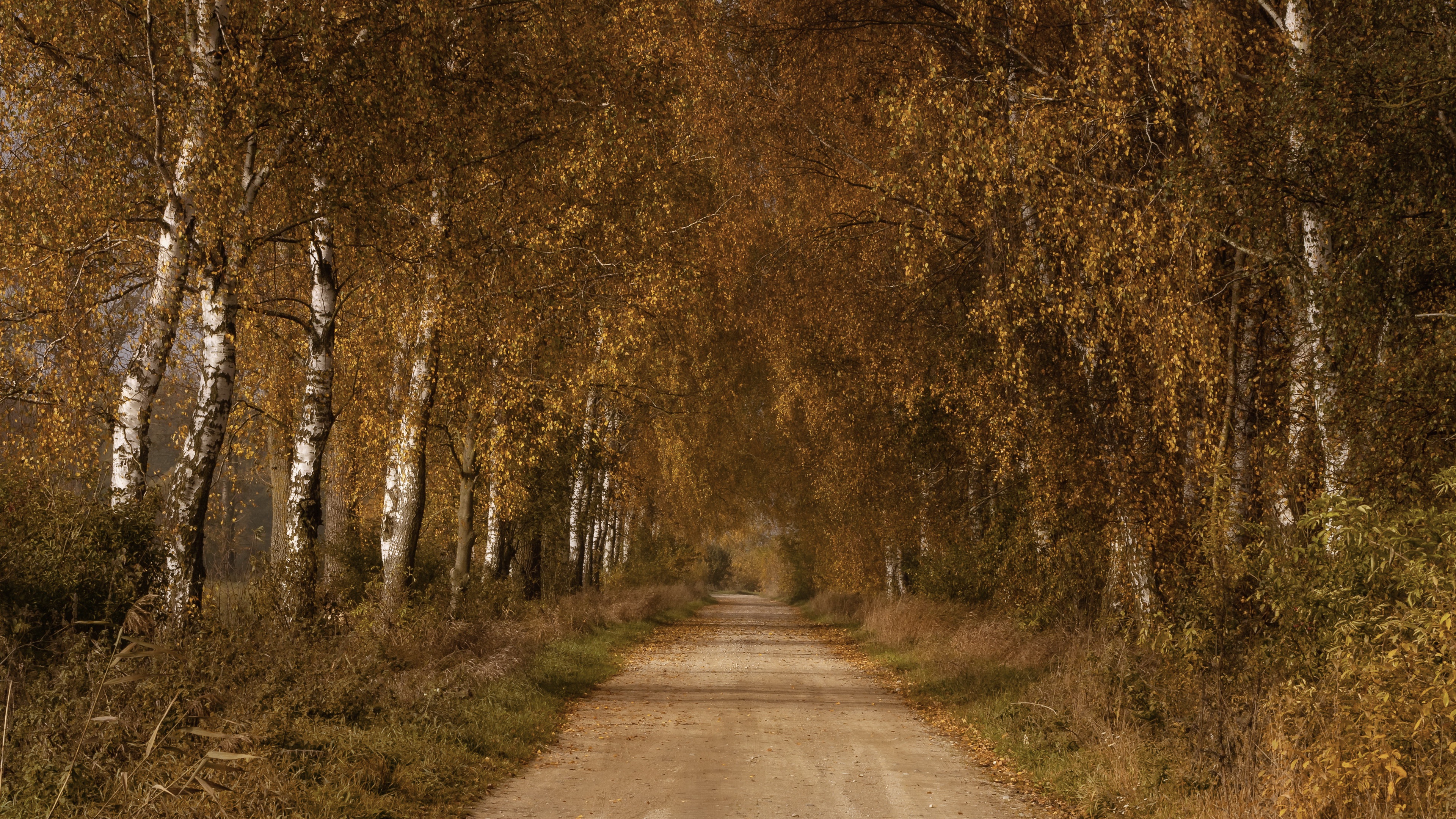 Dirt Road Lined with Birch Trees in Fall HD Wallpaper
