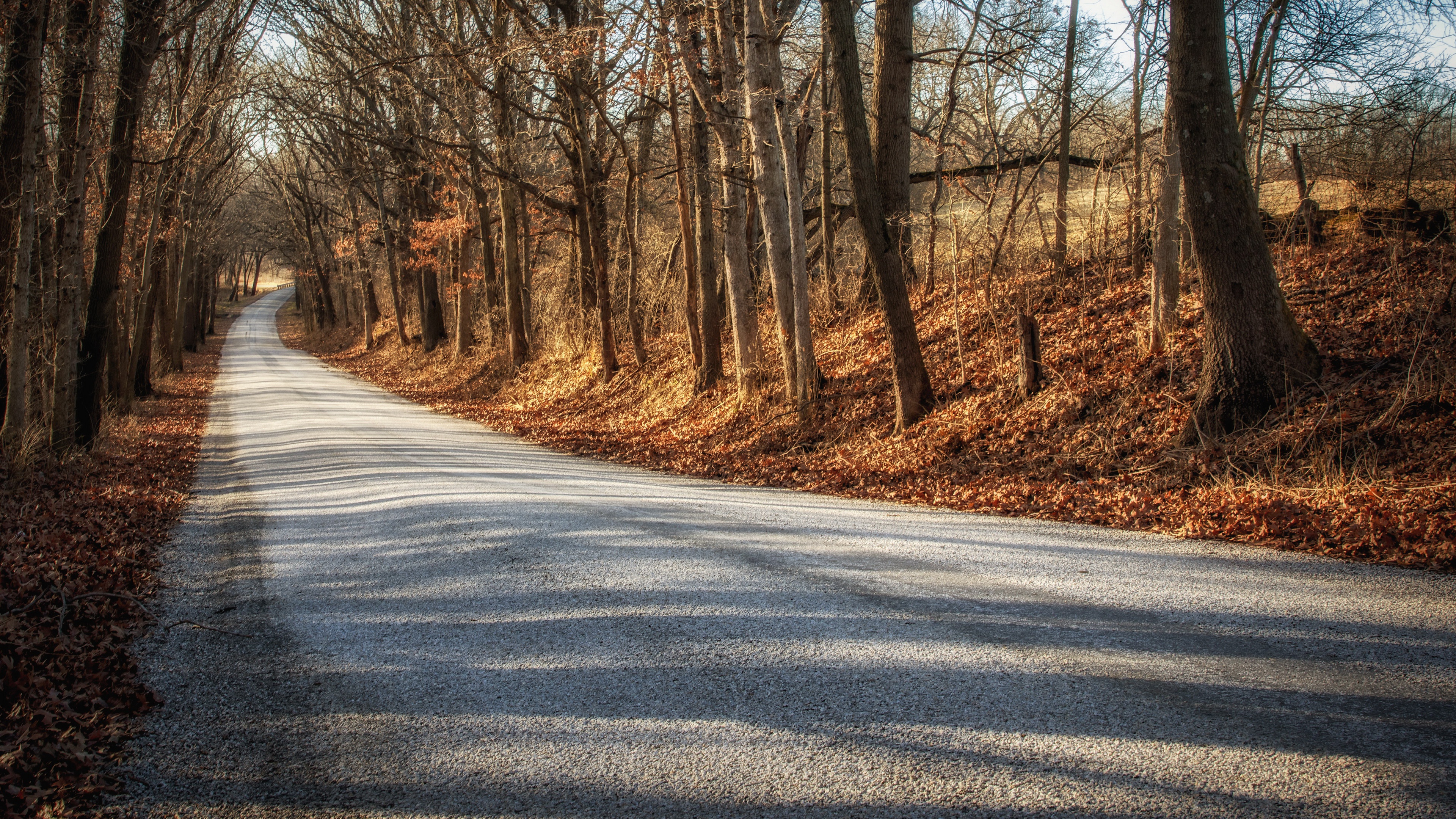 Road through a forest in fall HD Wallpaper