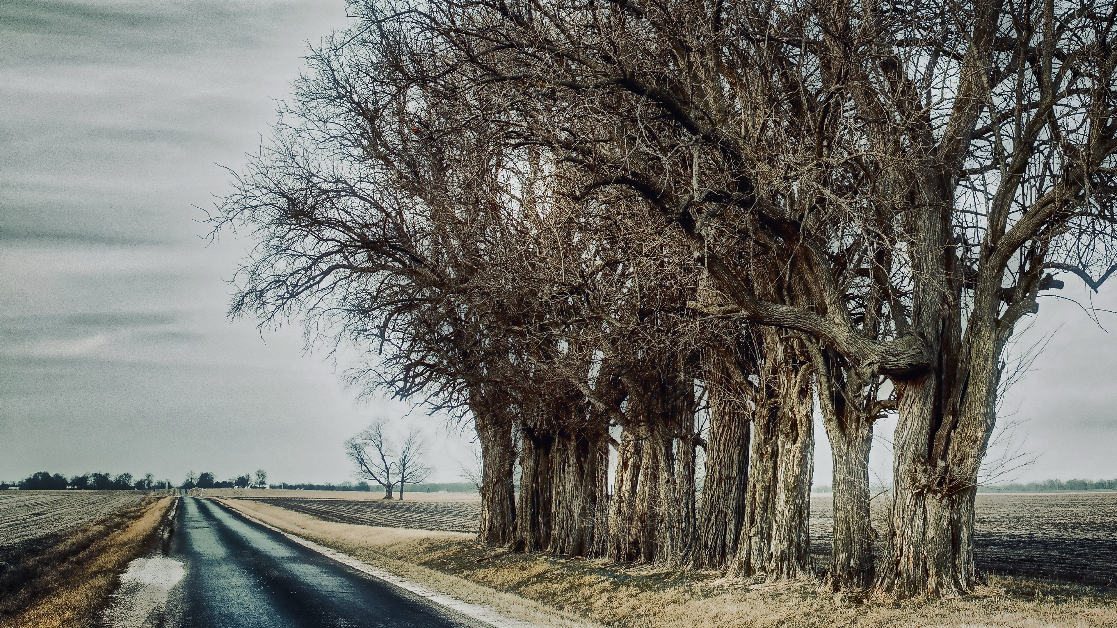 Road lined with bare trees in a rural landscape HD Wallpaper