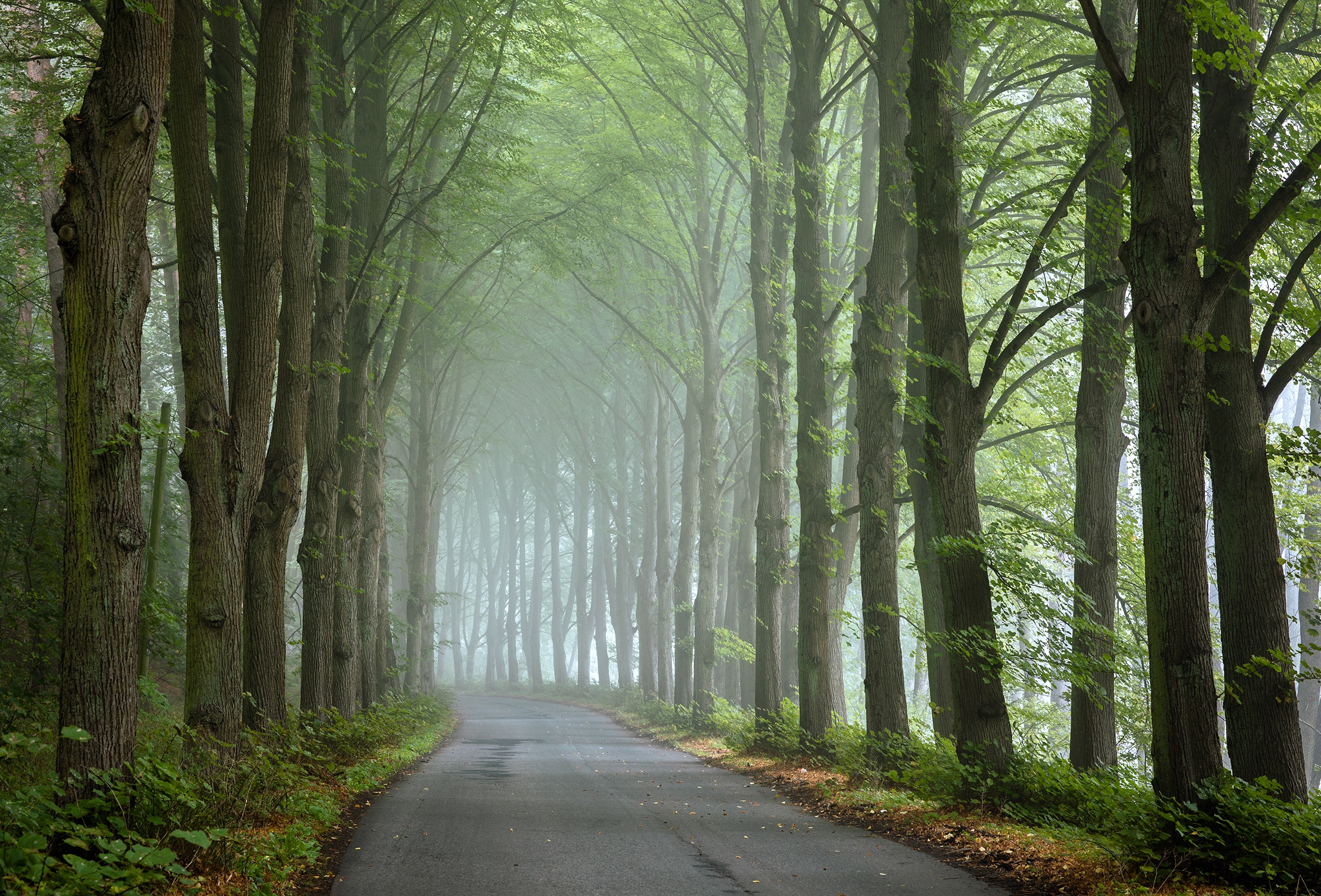 Road through a foggy forest with tall trees HD Wallpaper