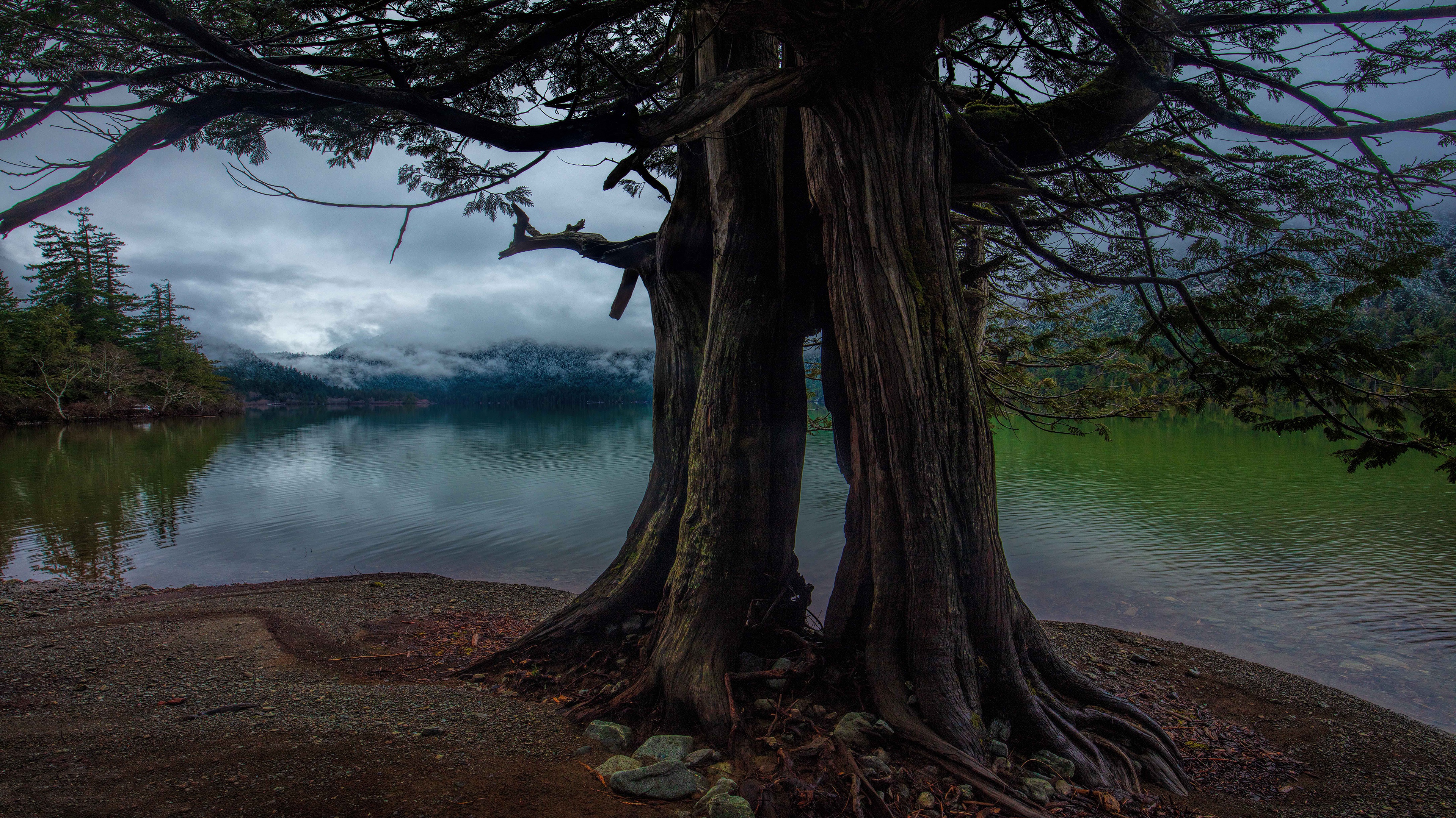 Tree with roots by a lake HD Wallpaper
