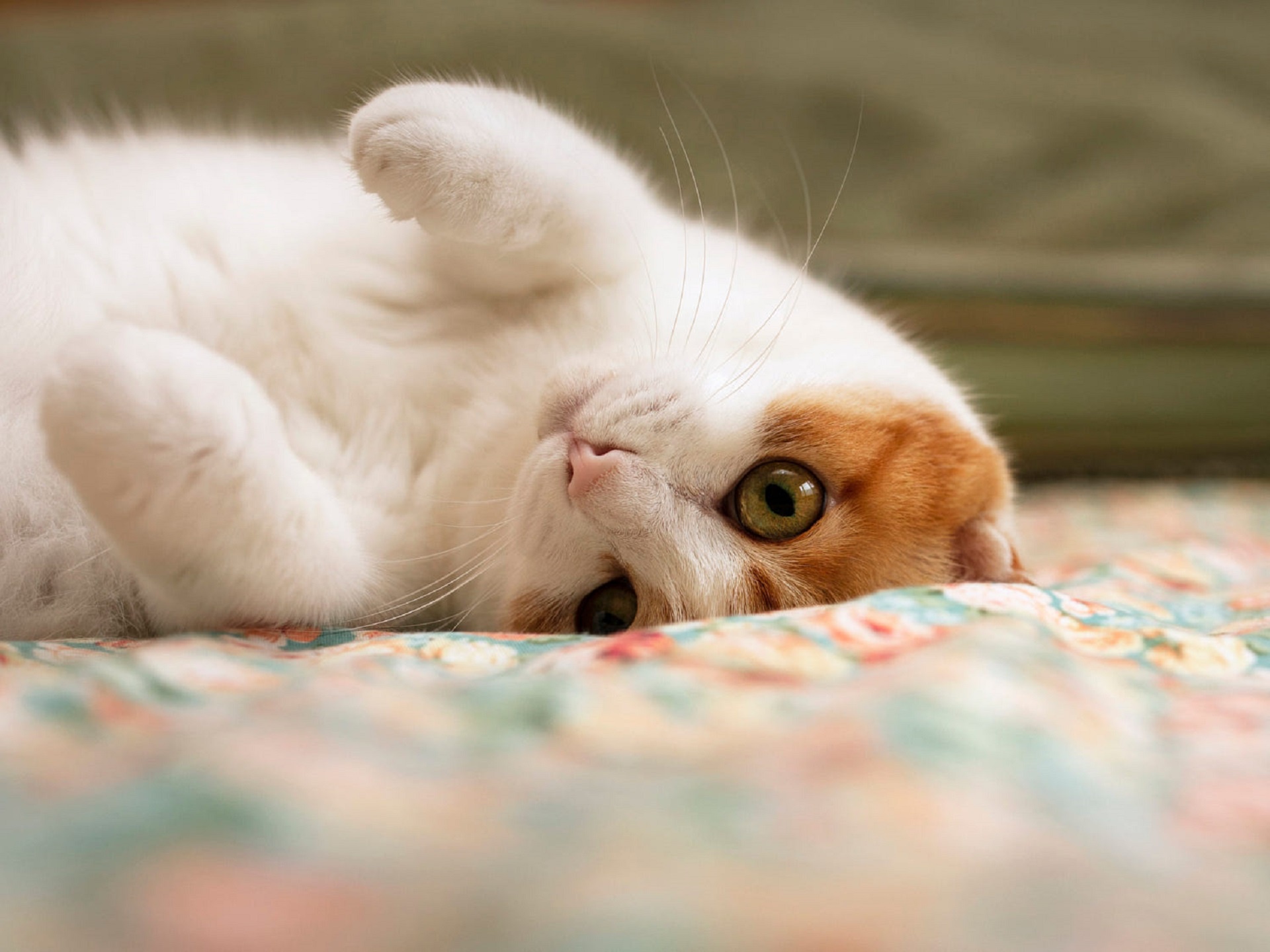 White and orange cat lying on a floral blanket HD Wallpaper