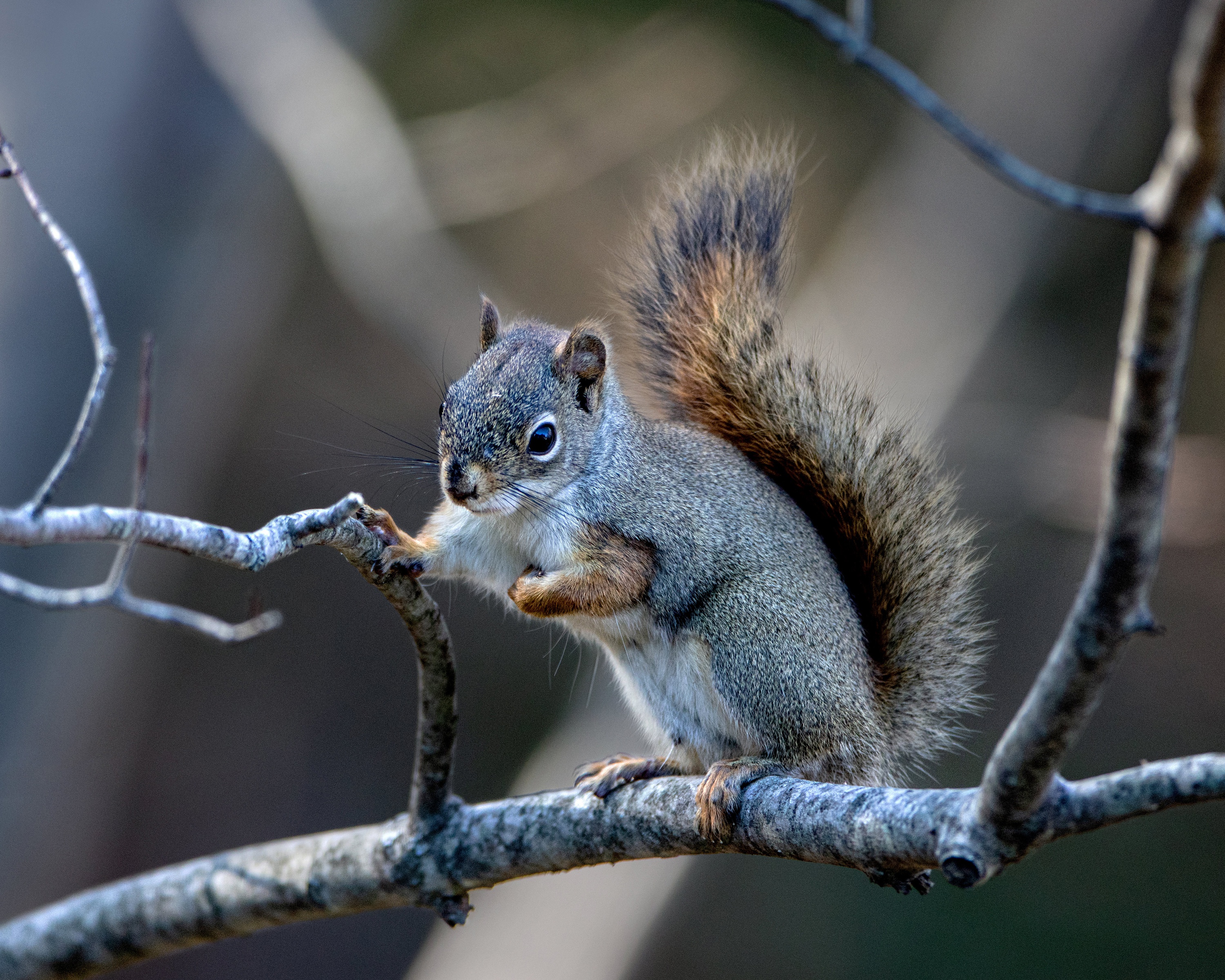 Red squirrel perched on a tree branch HD Wallpaper