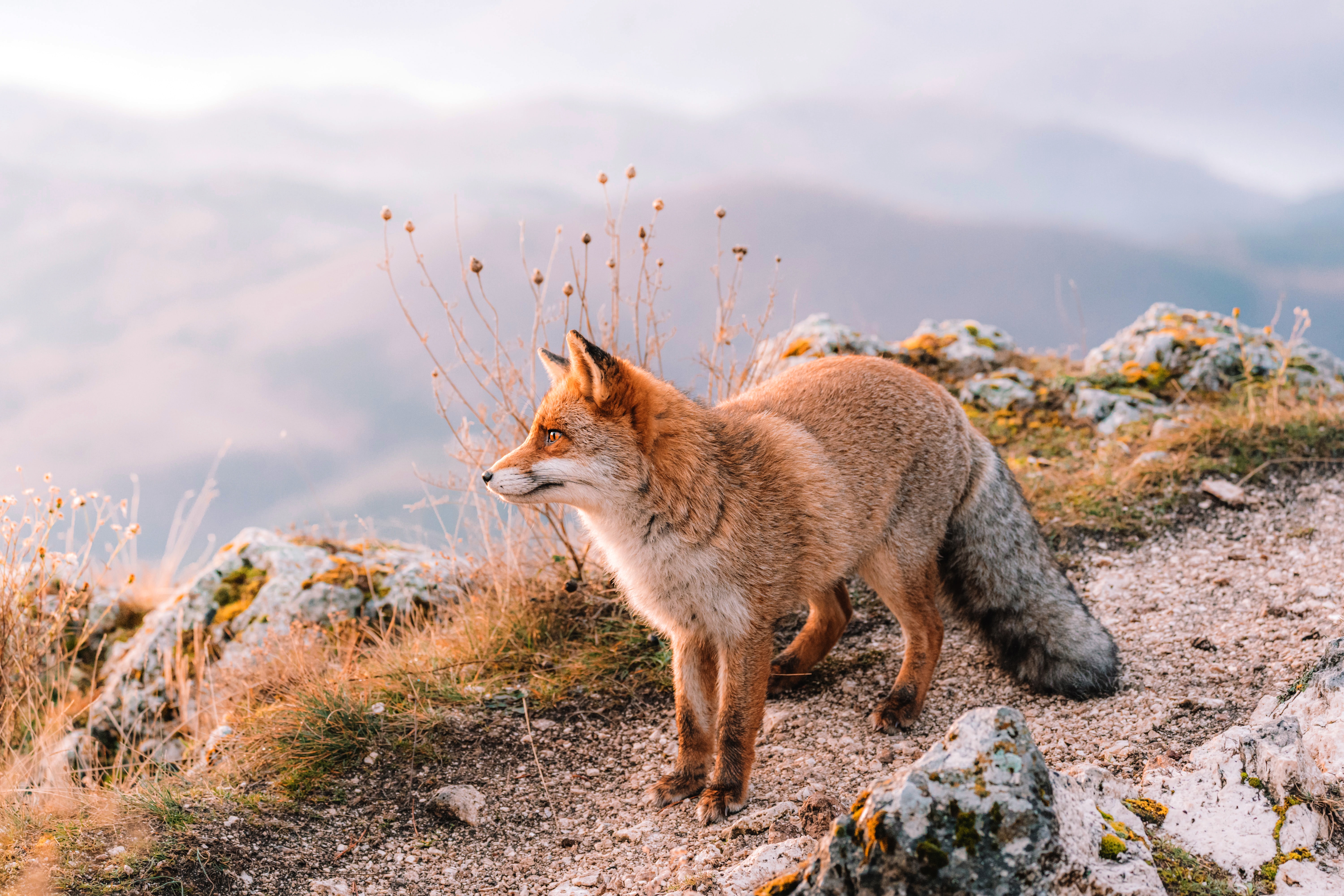 Fox in Natural Landscape HD Wallpaper