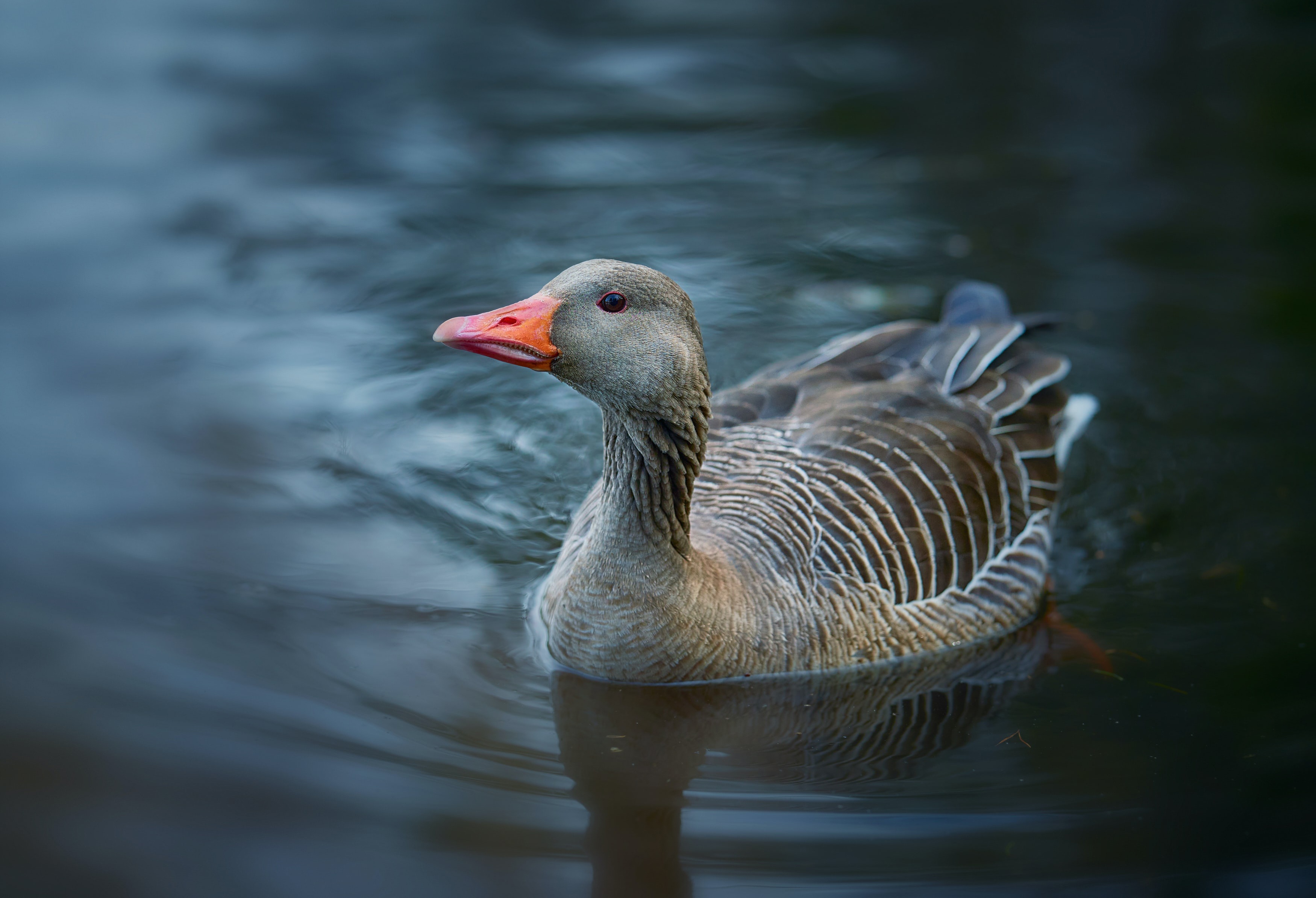 Goose swimming in dark water HD Wallpaper