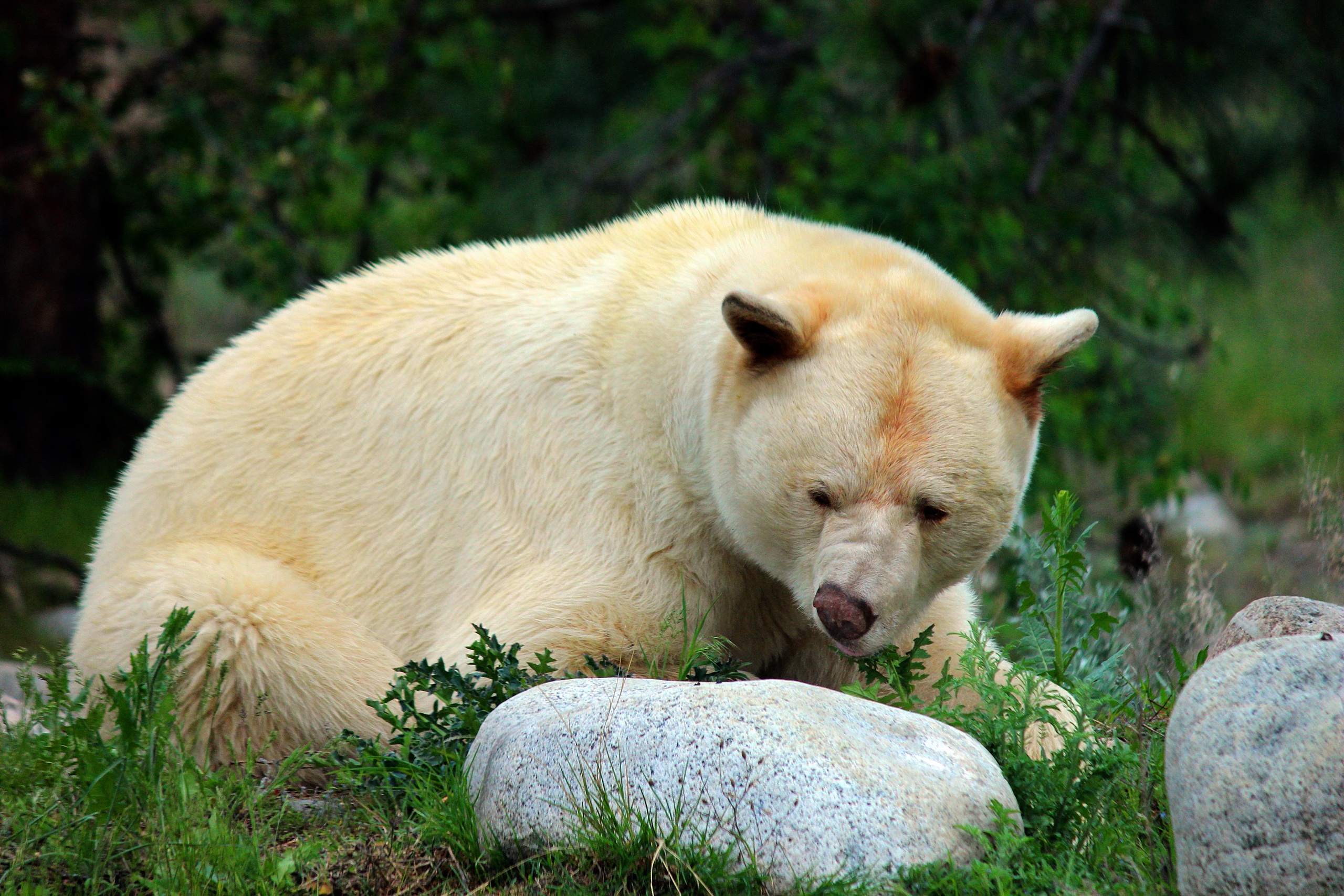 White Kermode Bear Lying Down Near Rocks HD Wallpaper