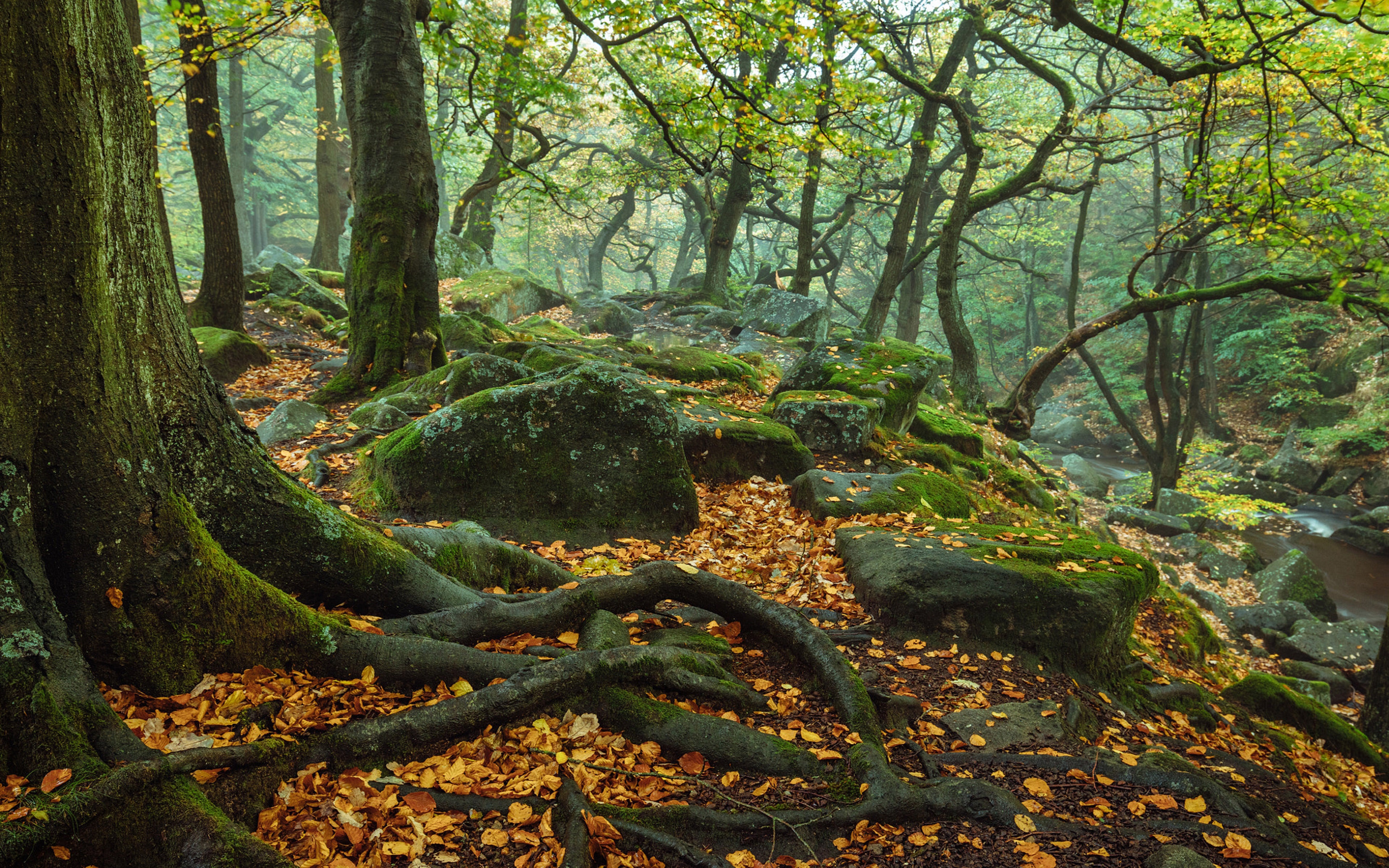 Forest with Tree Roots and Mossy Stones in Peak District HD Wallpaper