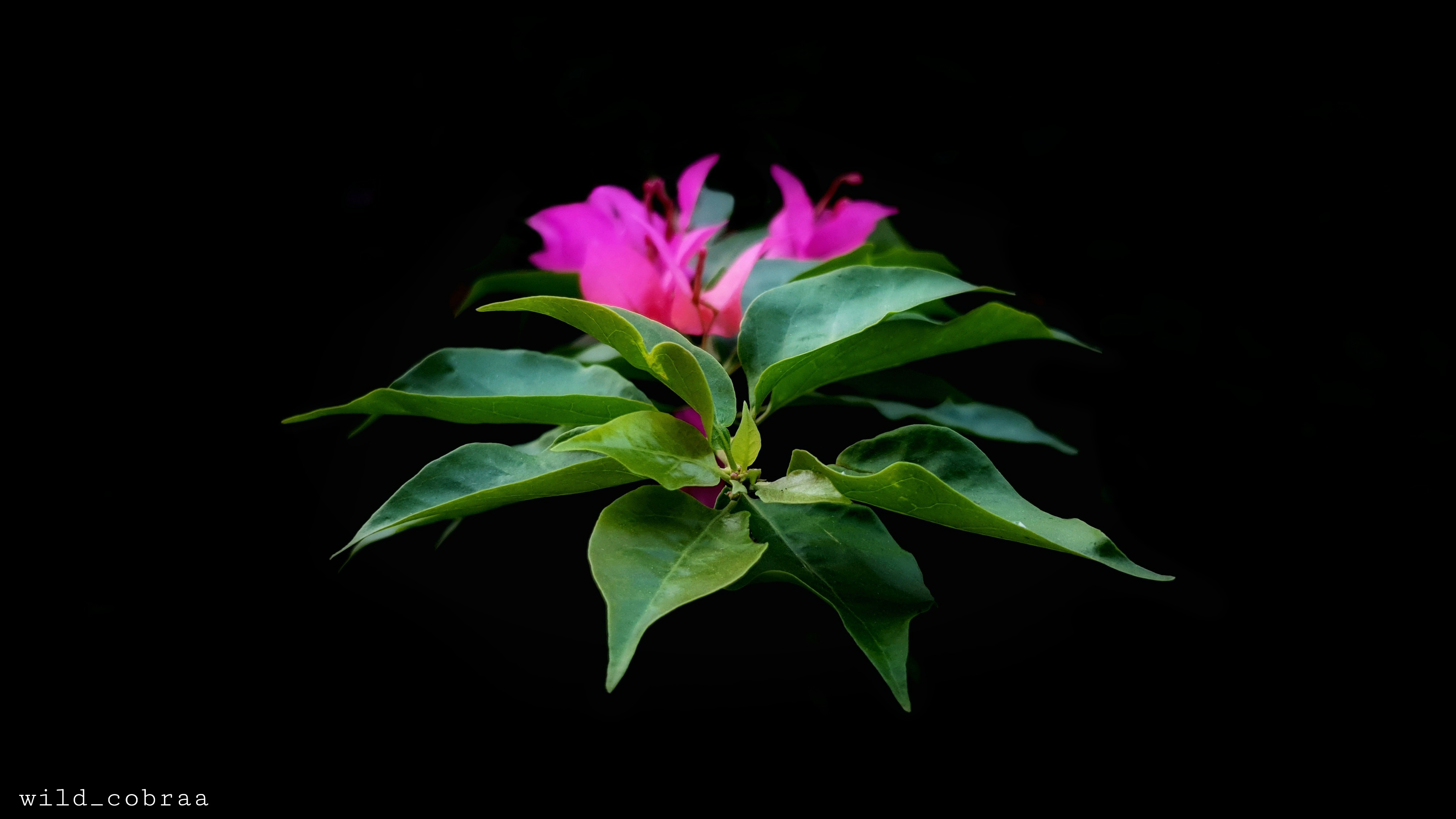 Pink bougainvillea flowers with green leaves on black background HD Wallpaper