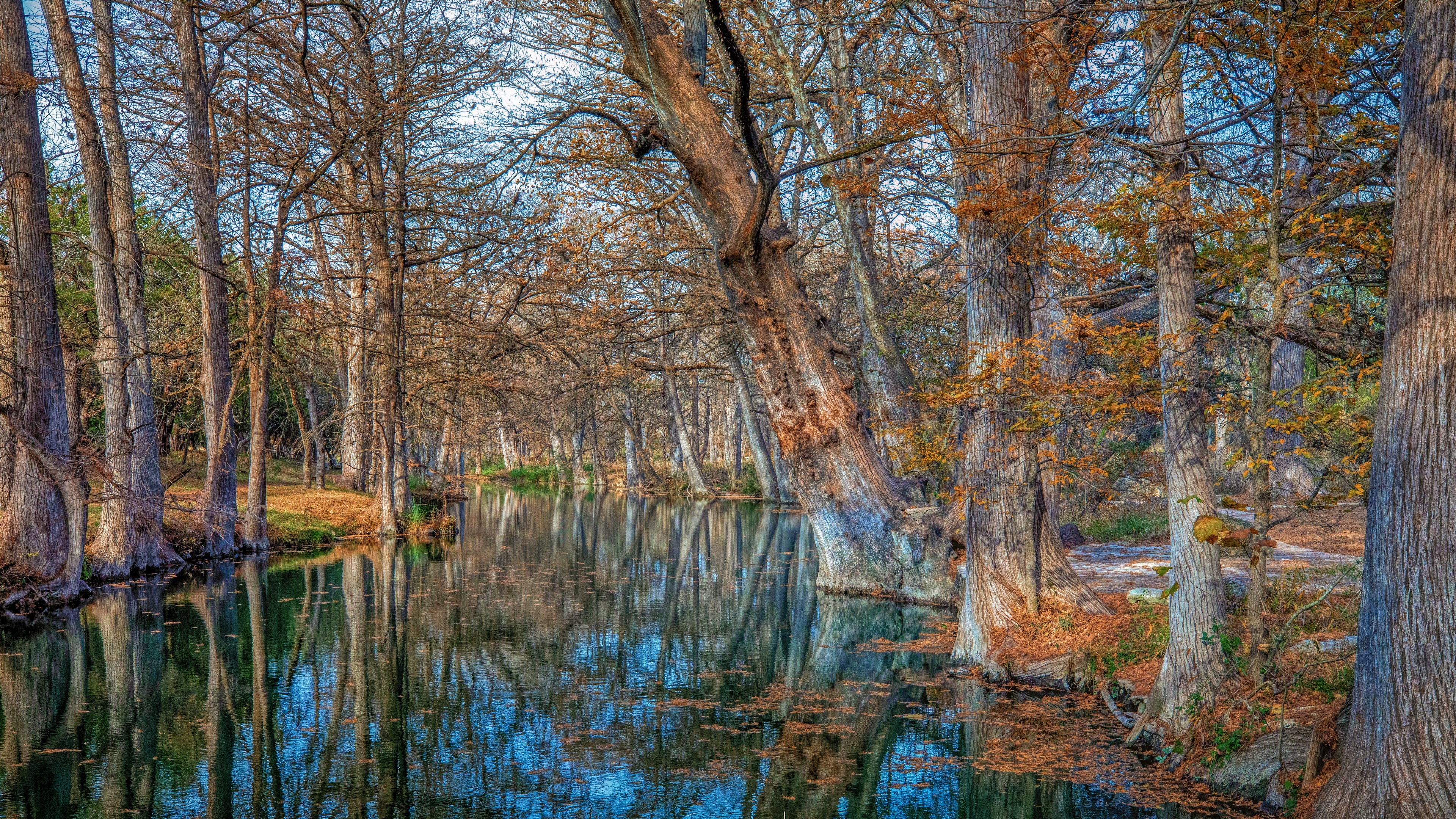 Cypress trees reflected in Cypress Creek, Wimberley, Texas HD Wallpaper