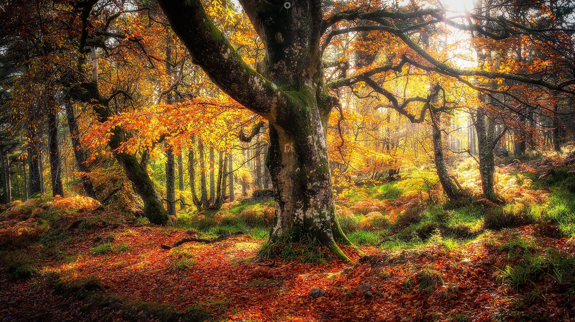 Autumn forest with fallen leaves and sunlight HD Wallpaper