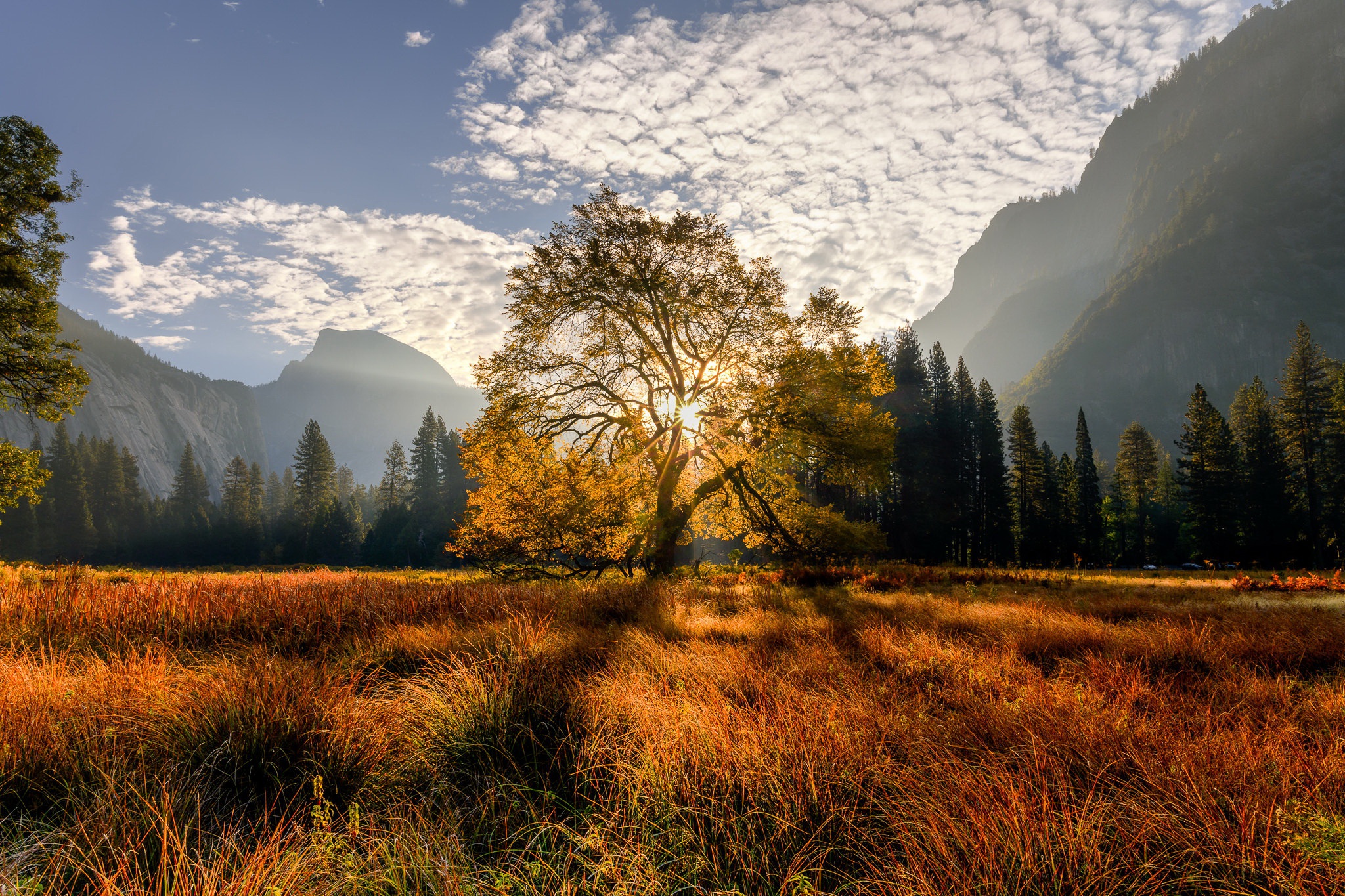 Autumn meadow with a sunlit tree and mountains HD Wallpaper