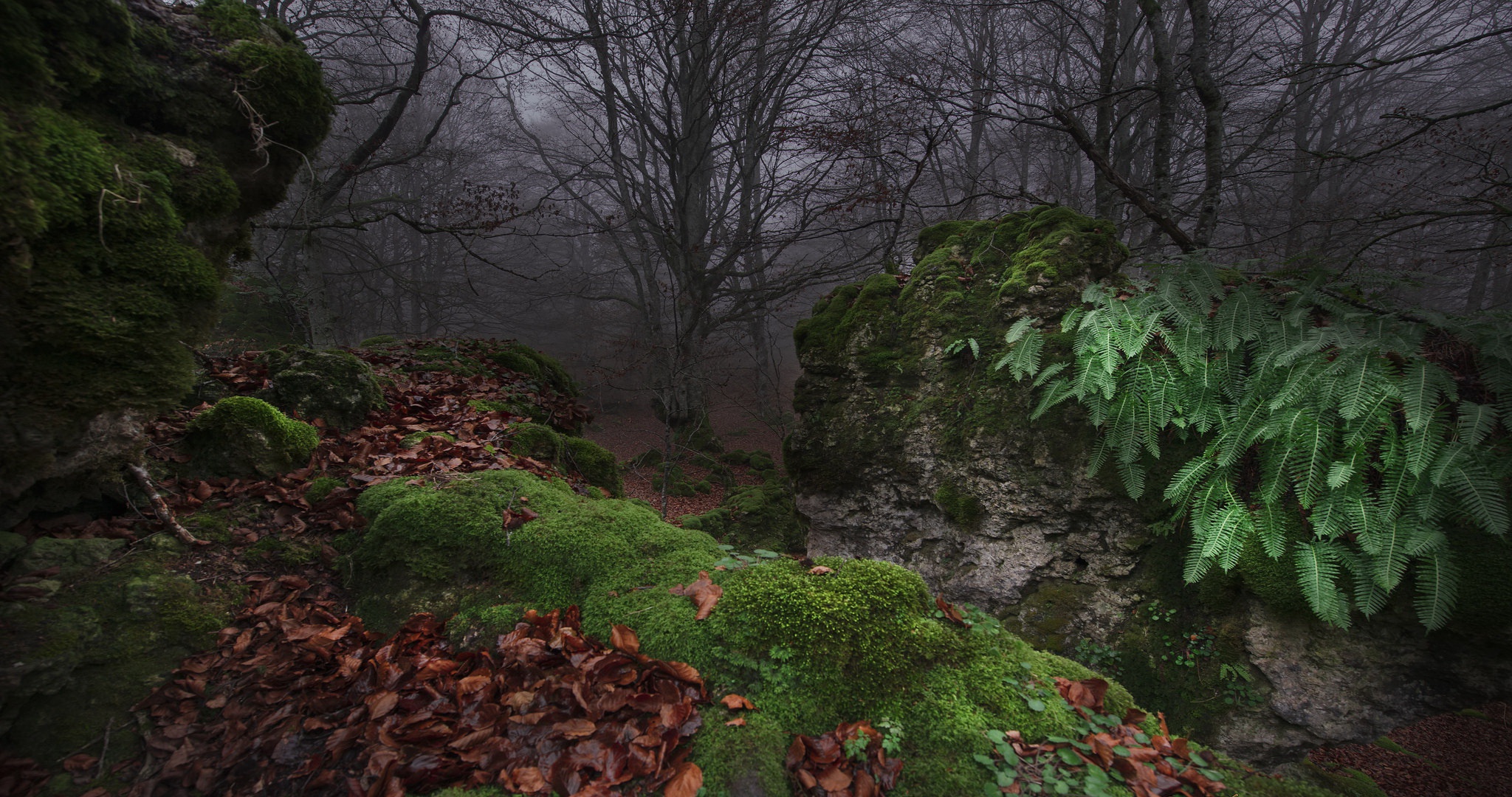 Mossy rocks and fallen leaves in a foggy forest HD Wallpaper