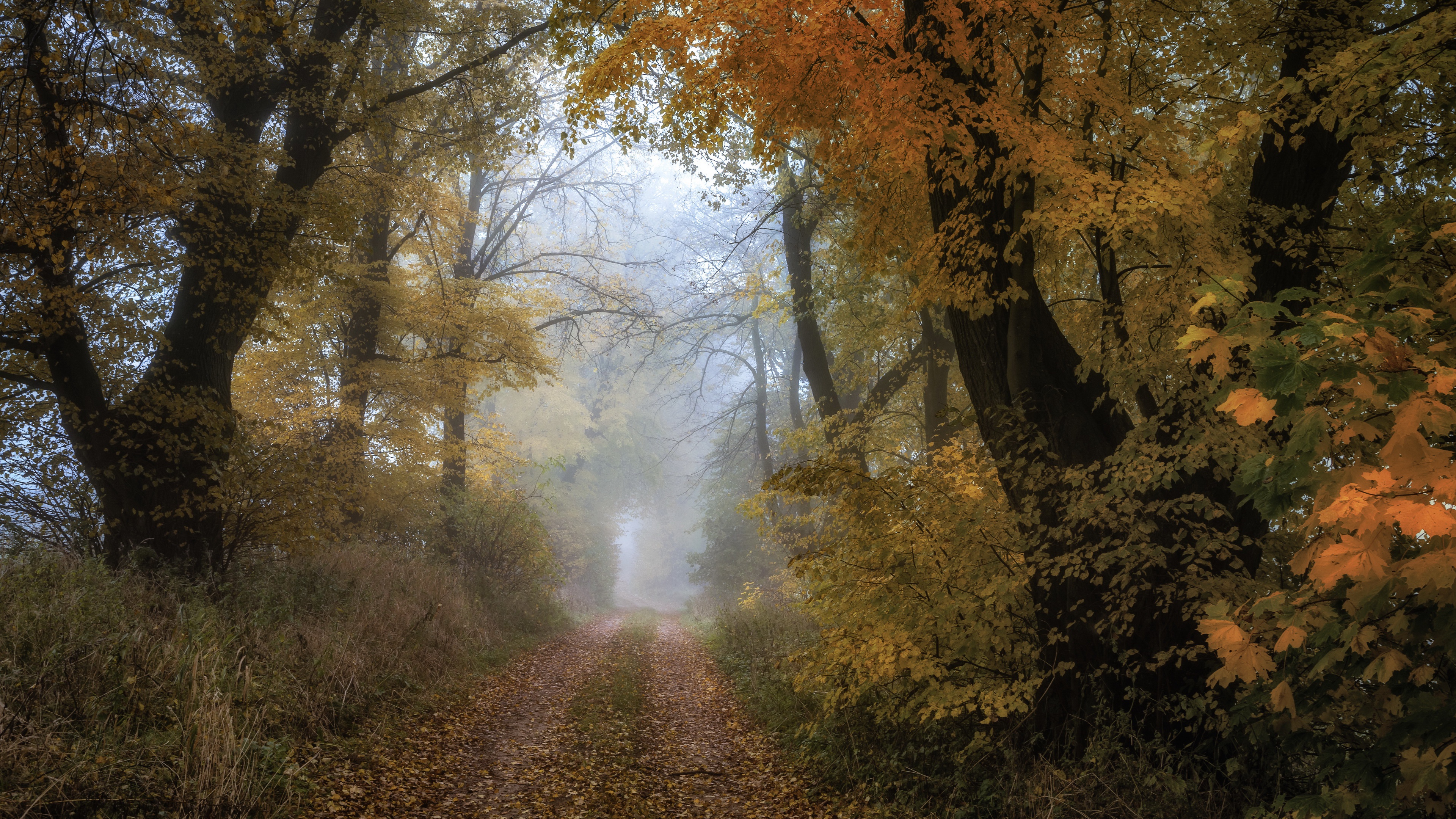 Dirt Path Through Autumn Forest in Fog 4K HD Wallpaper