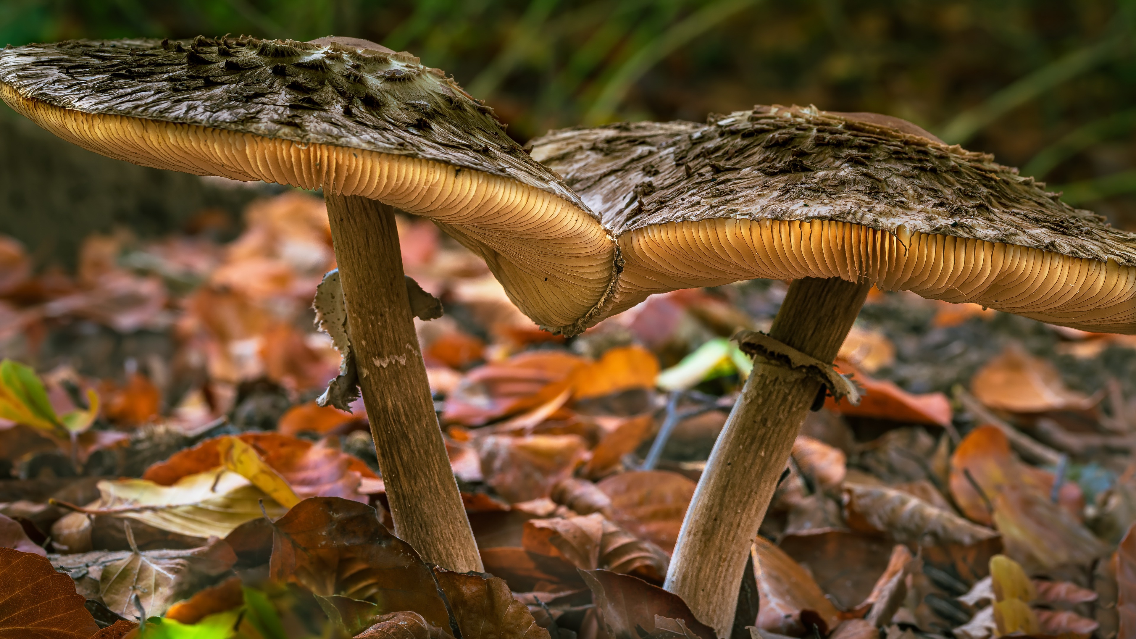 Two mushrooms in the fall forest HD Wallpaper