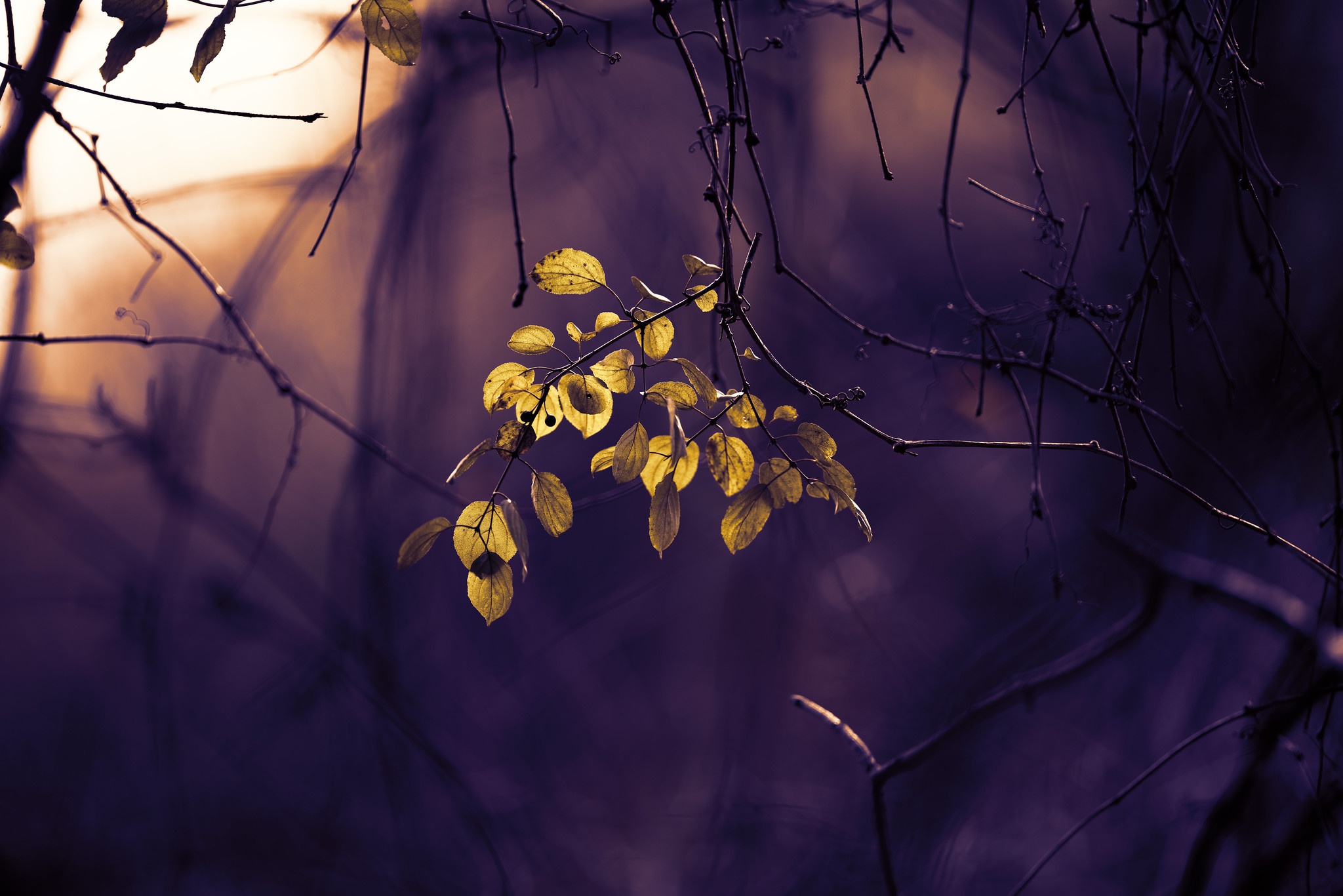 Yellow leaves on branches with purple bokeh background HD Wallpaper