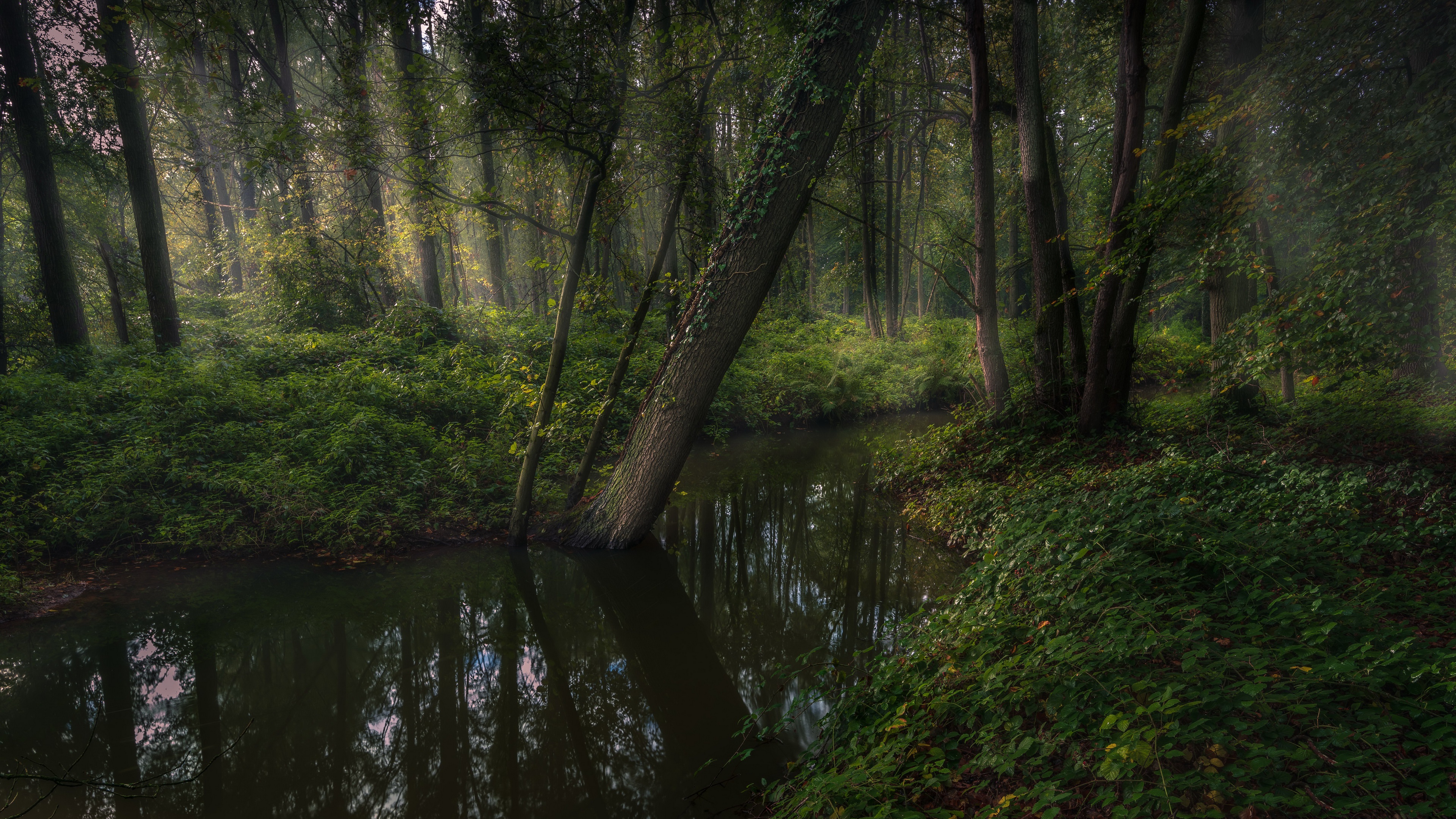 Stream in a Green Forest HD Wallpaper