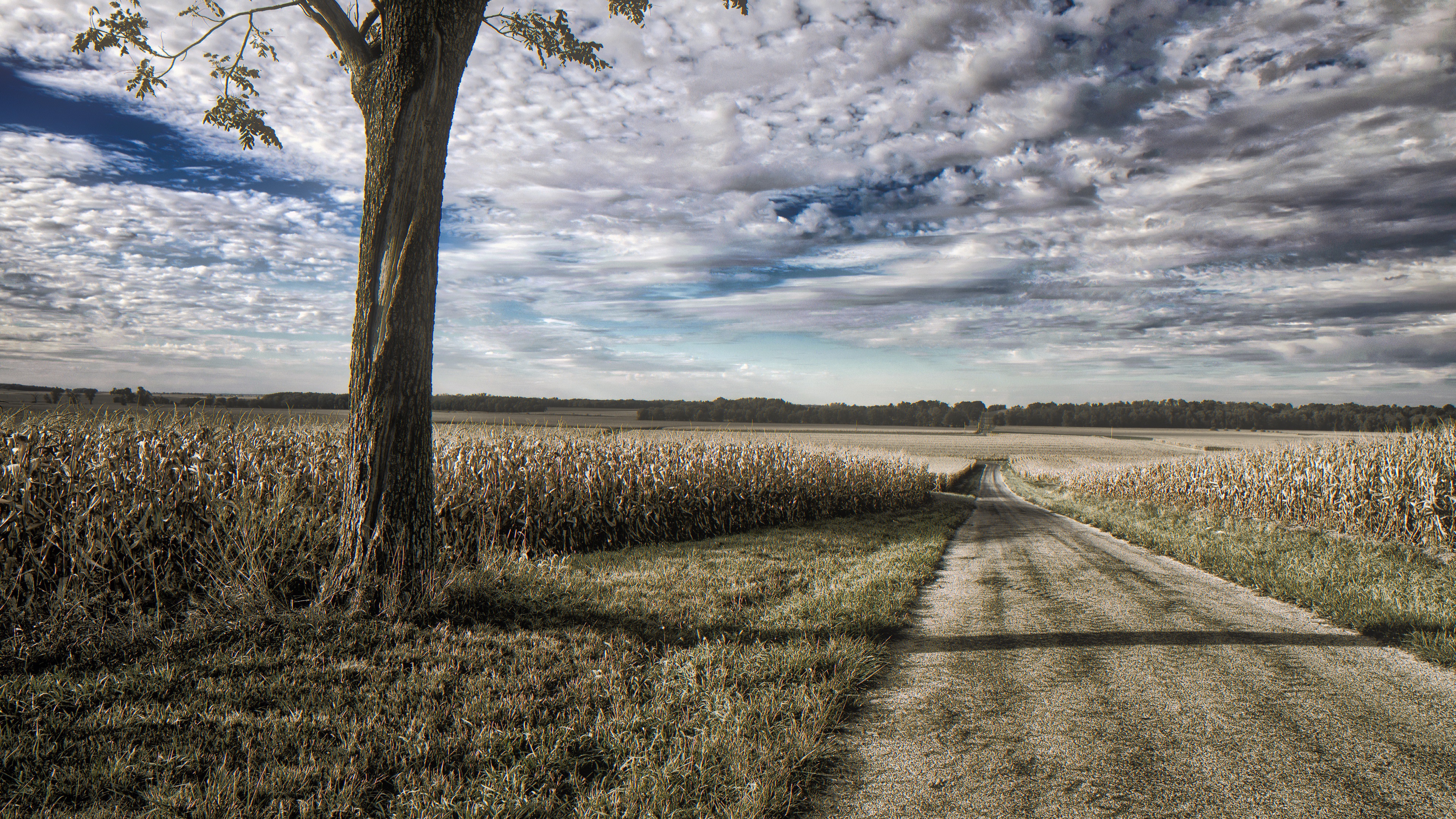 Dirt road through a cornfield with a tree and clouds HD Wallpaper