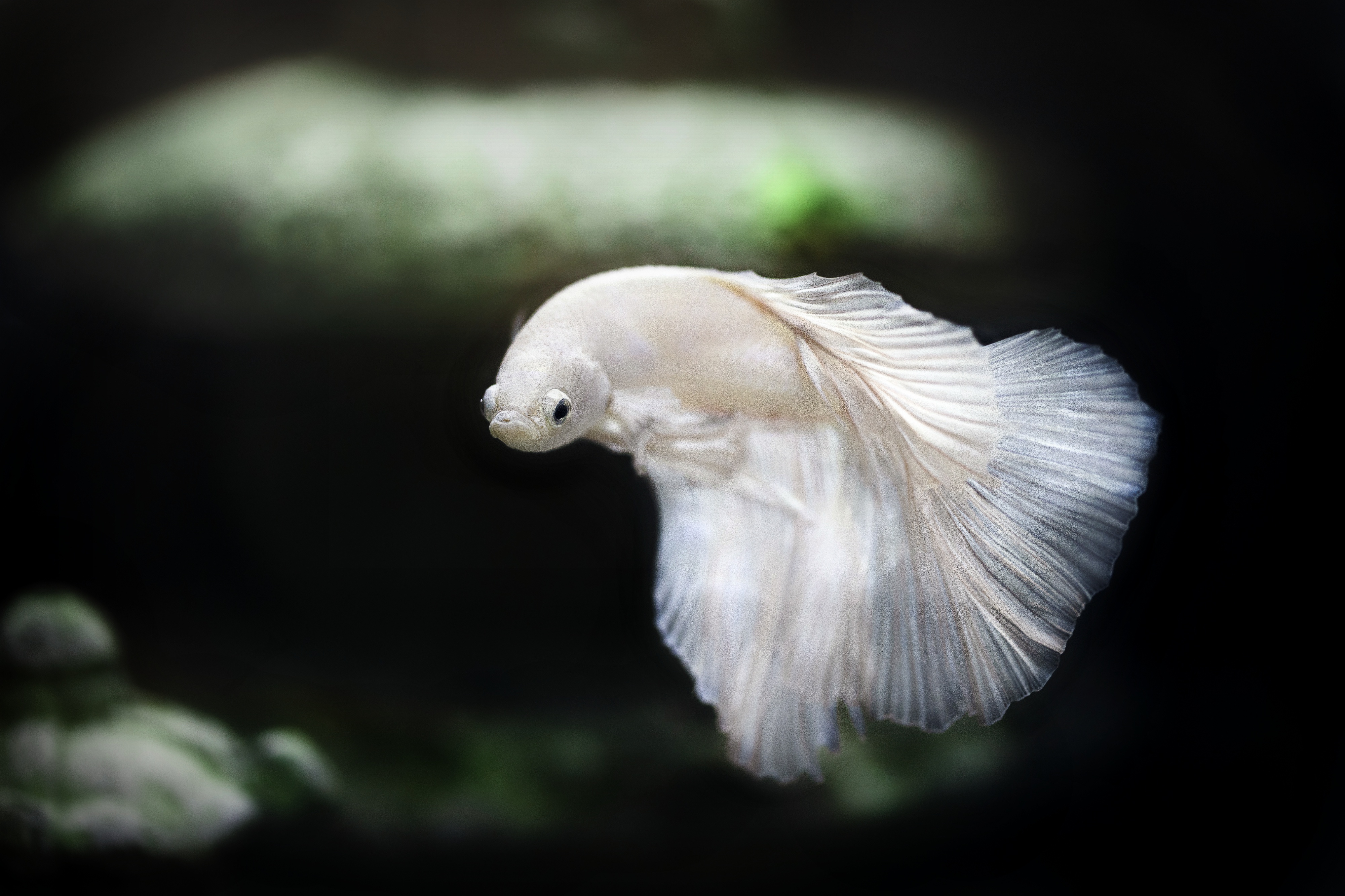 White Betta Siamese Fighting Fish 4K HD Wallpaper