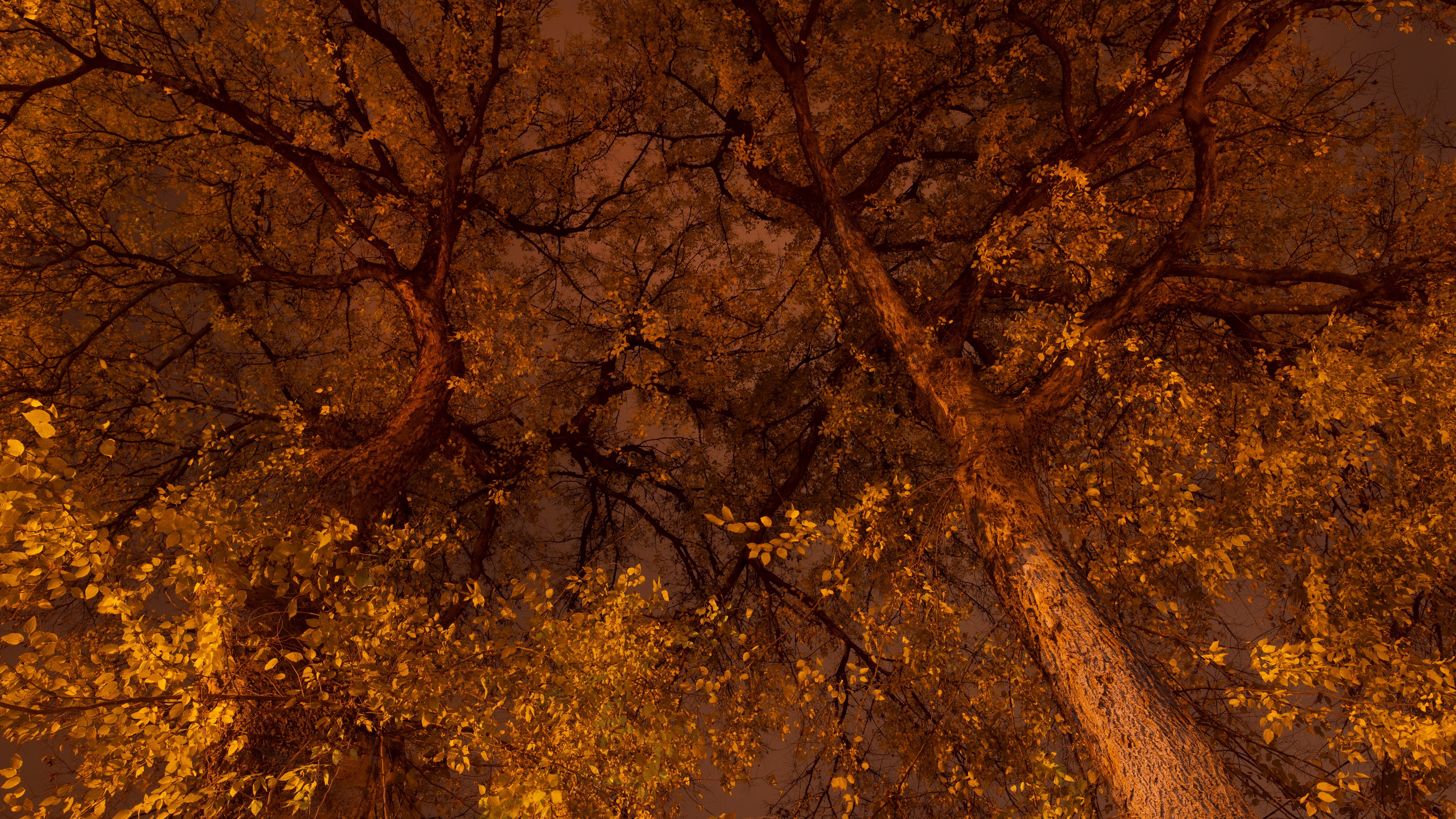 Fall 4K Tree HD Wallpaper