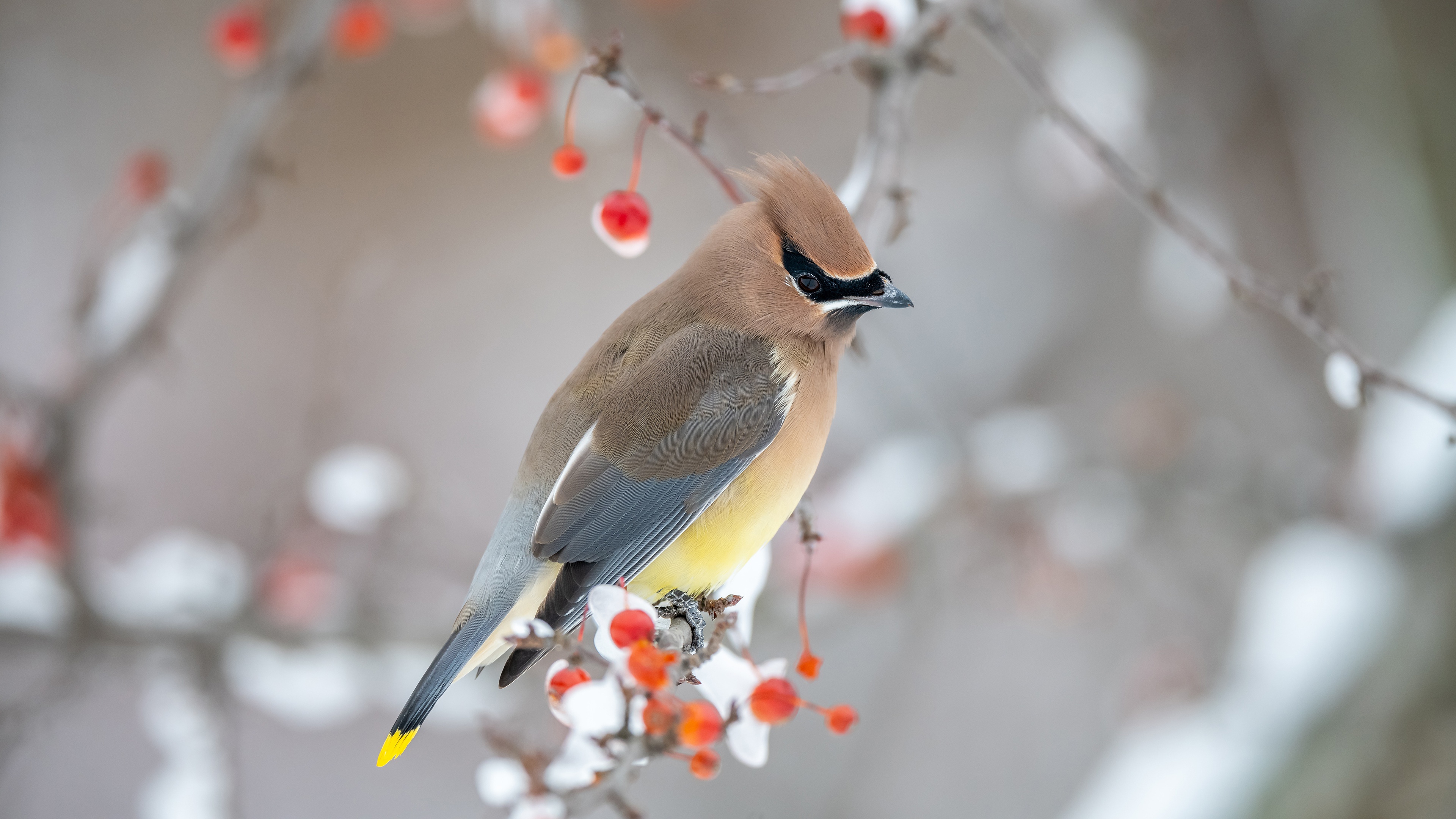 Cedar Waxwing Bird on Snowy Branch HD Wallpaper