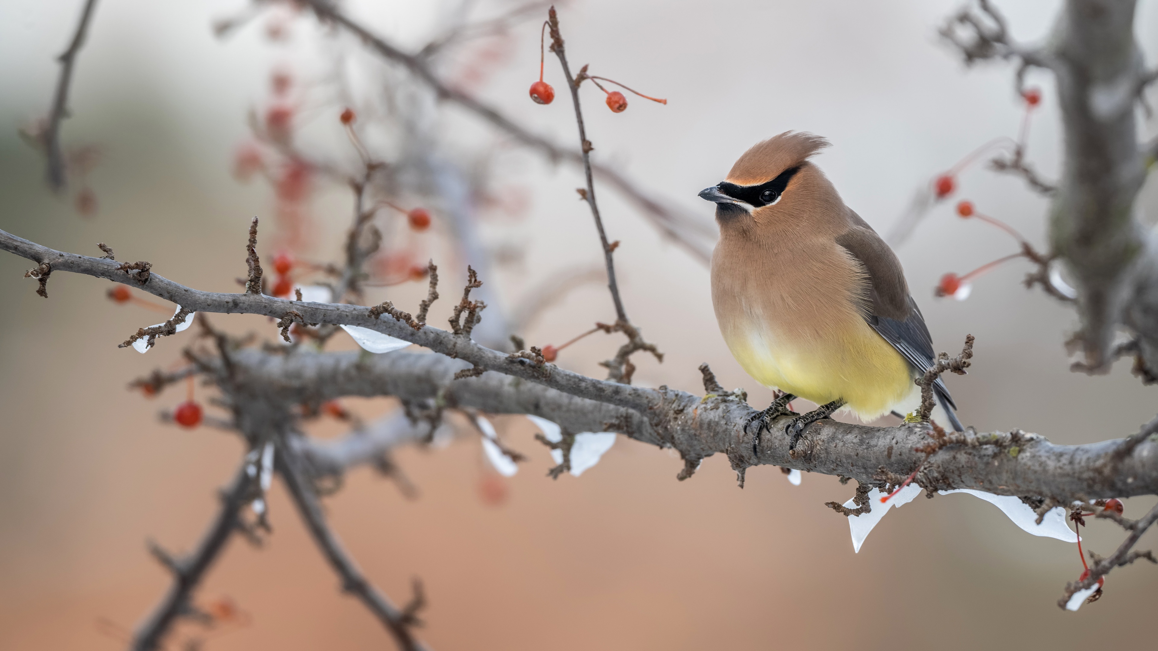 Cedar Waxwing bird on a branch with berries HD Wallpaper