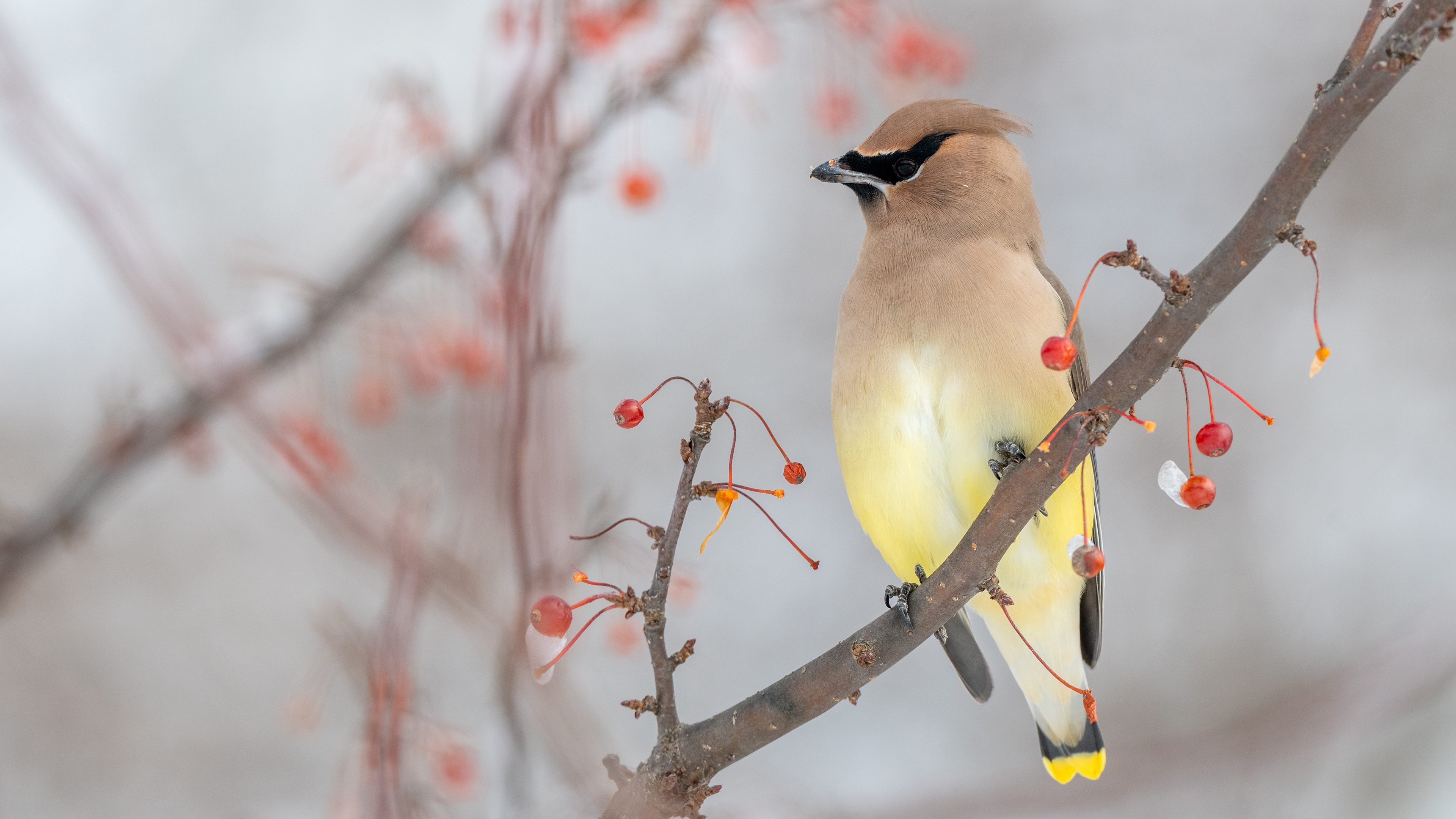 Cedar Waxwing bird on a branch with berries HD Wallpaper