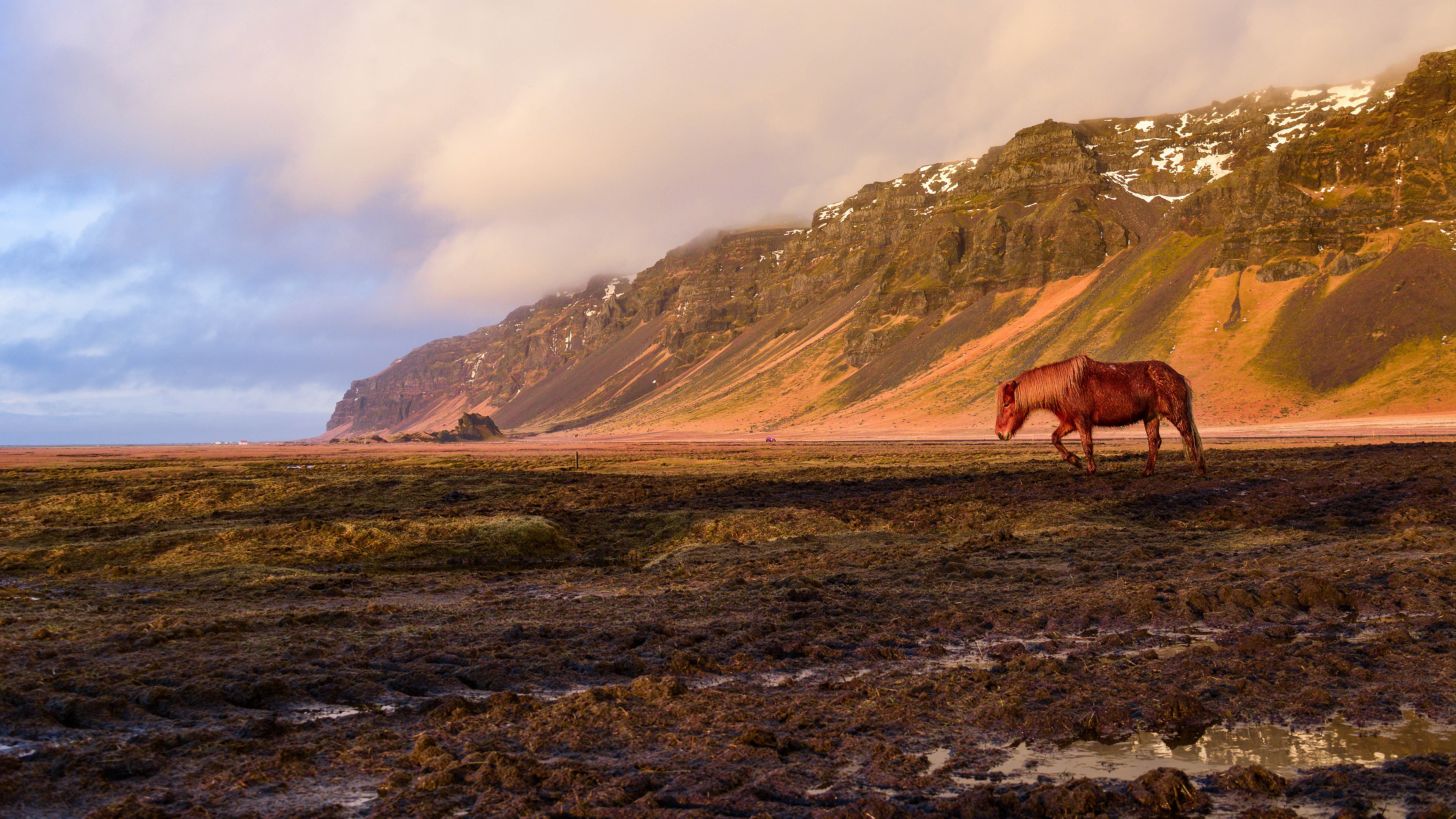 Horse in Iceland near mountains HD Wallpaper