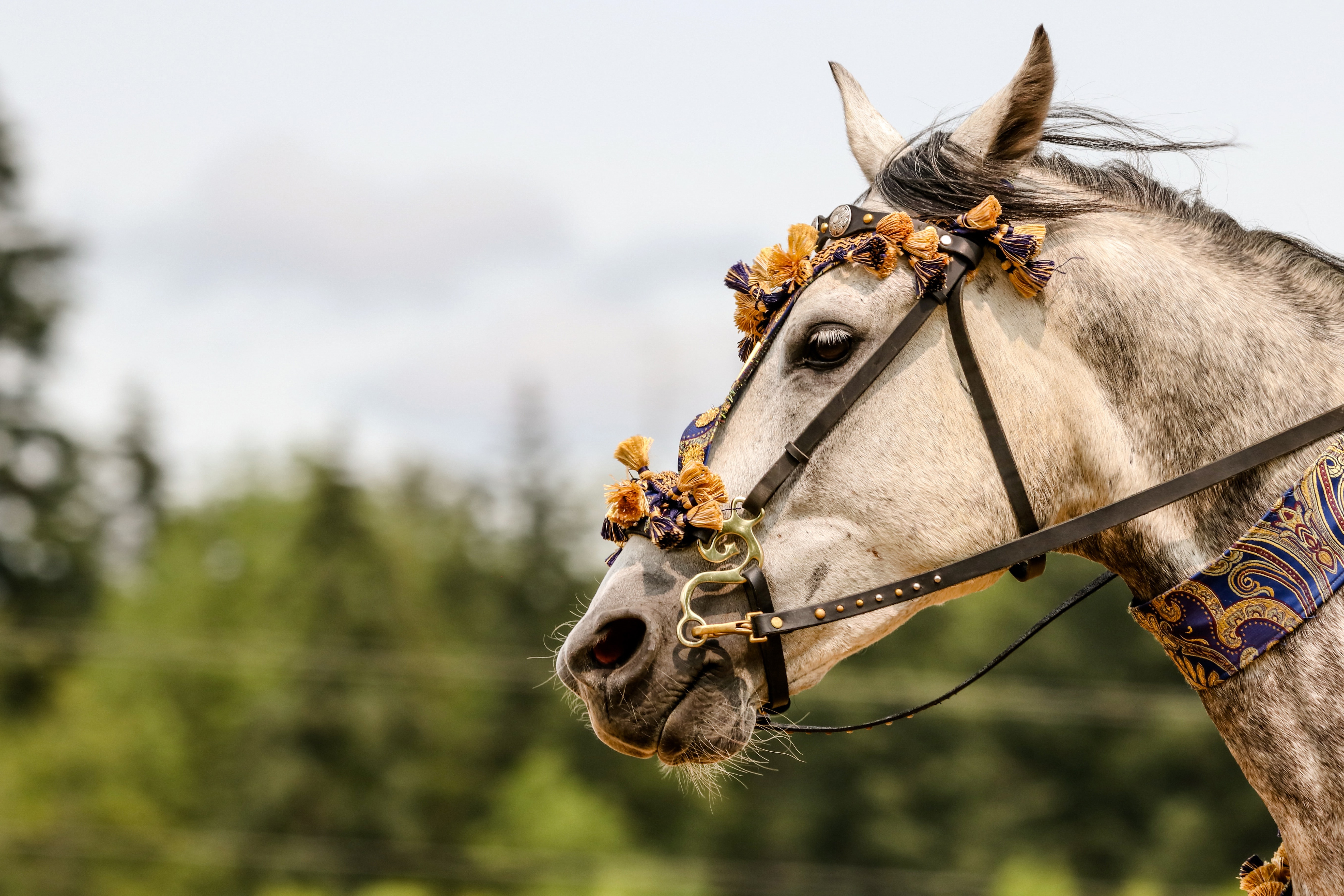 Decorated Horse Head in 4K HD Wallpaper
