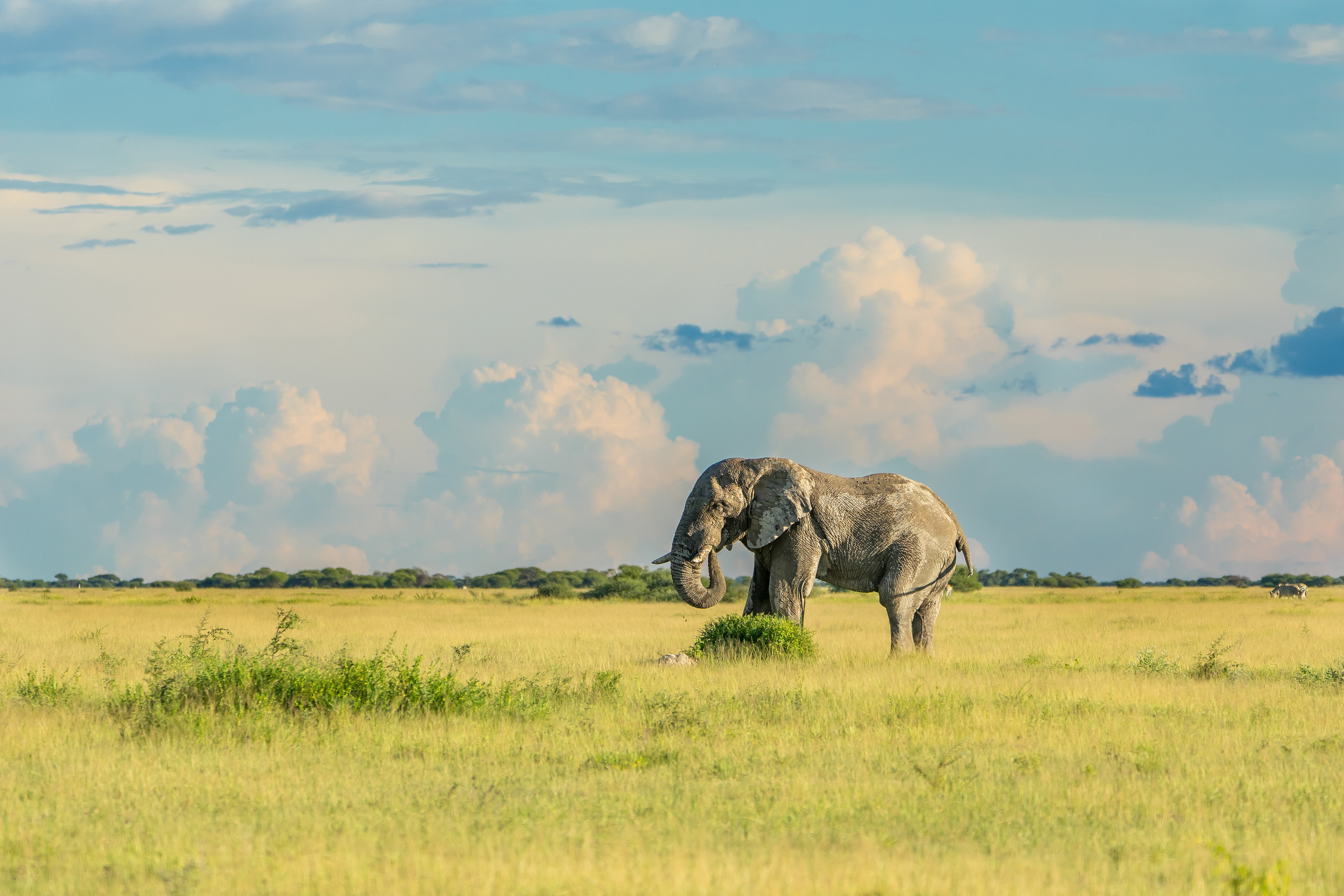 Elephant in Savannah 4K HD Wallpaper