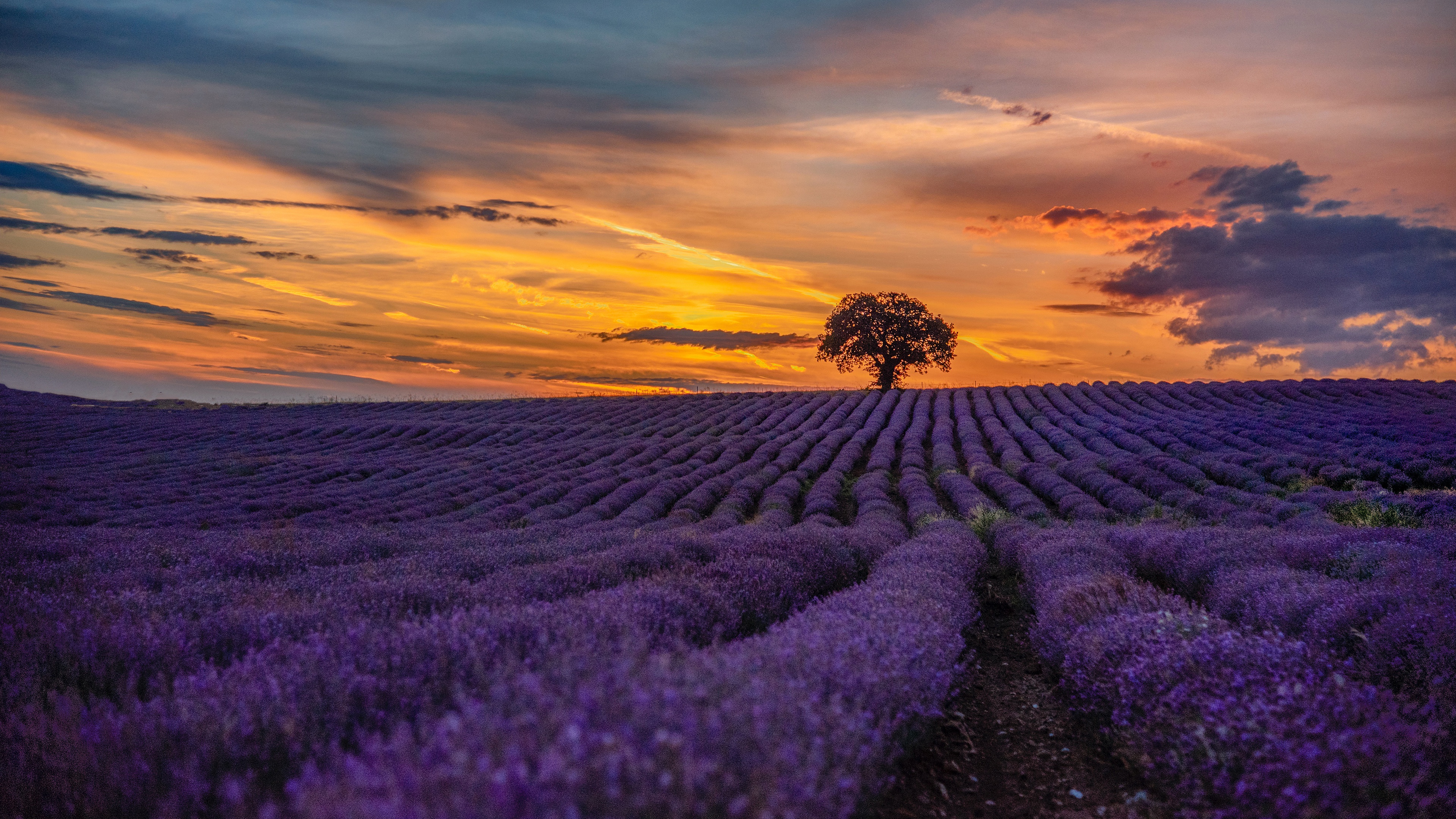 Lavender field at sunset with a lone tree HD Wallpaper