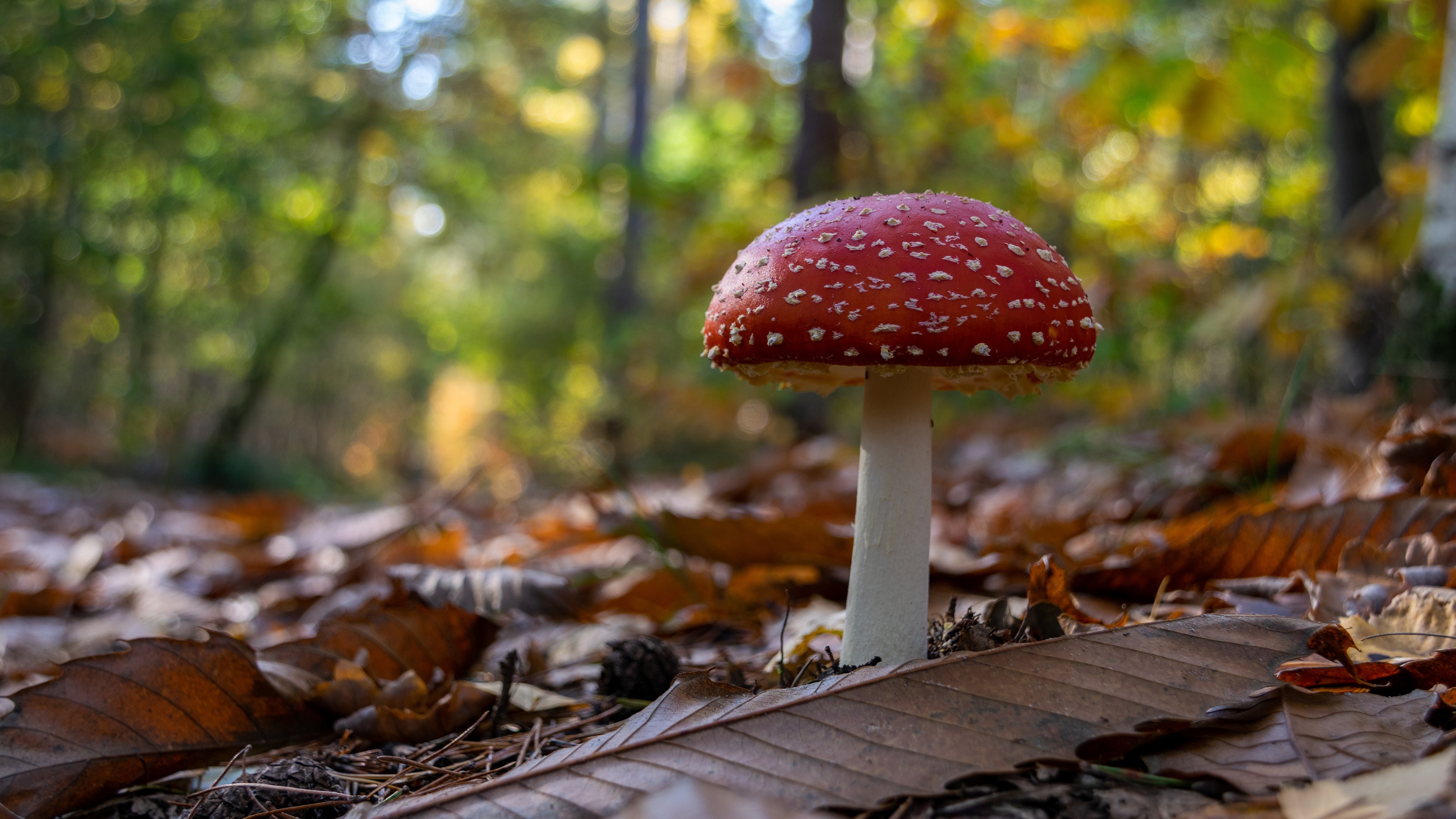Amanita Muscaria Mushroom in Autumn Forest HD Wallpaper