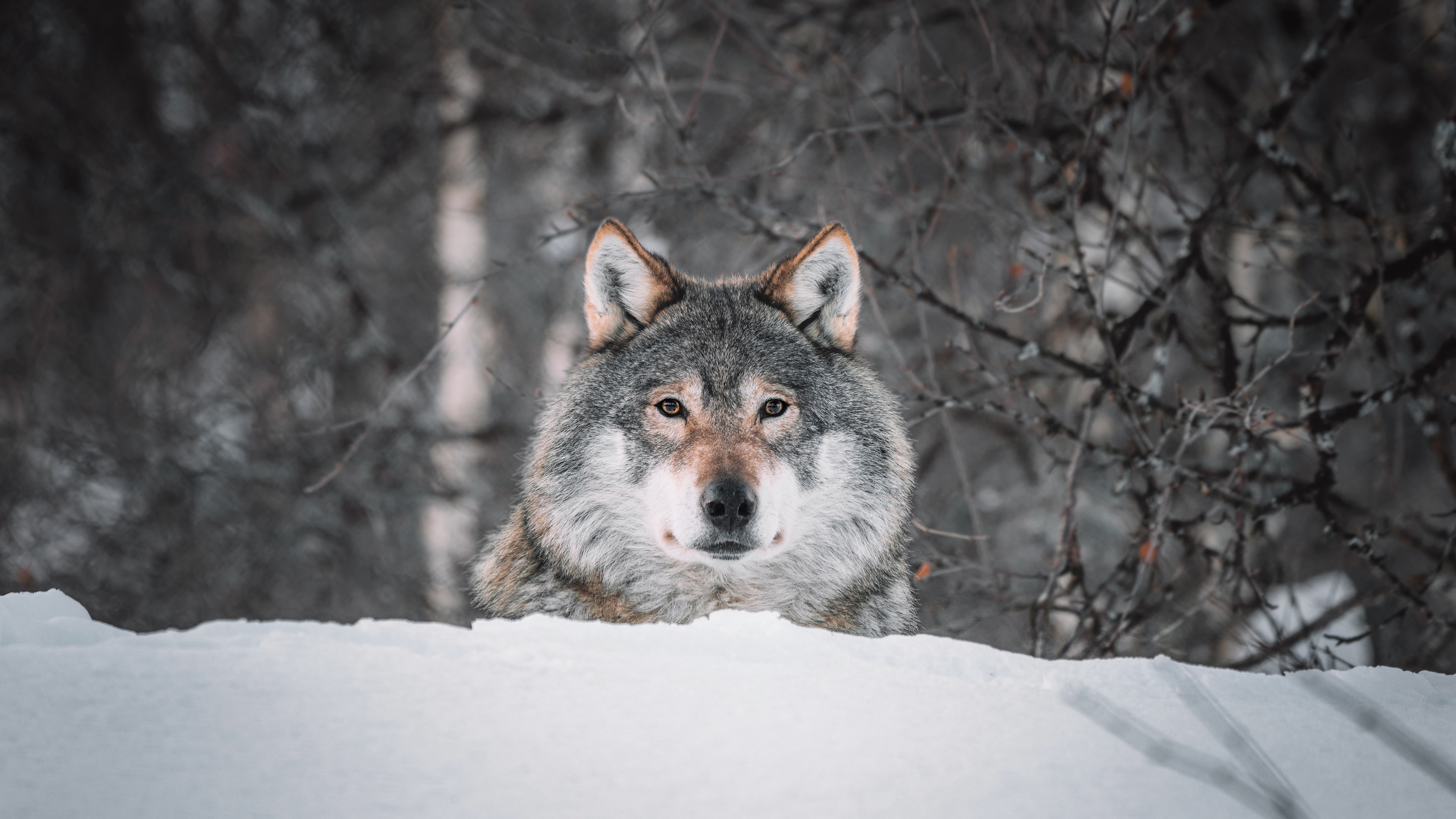 Wolf in a snowy forest HD Wallpaper