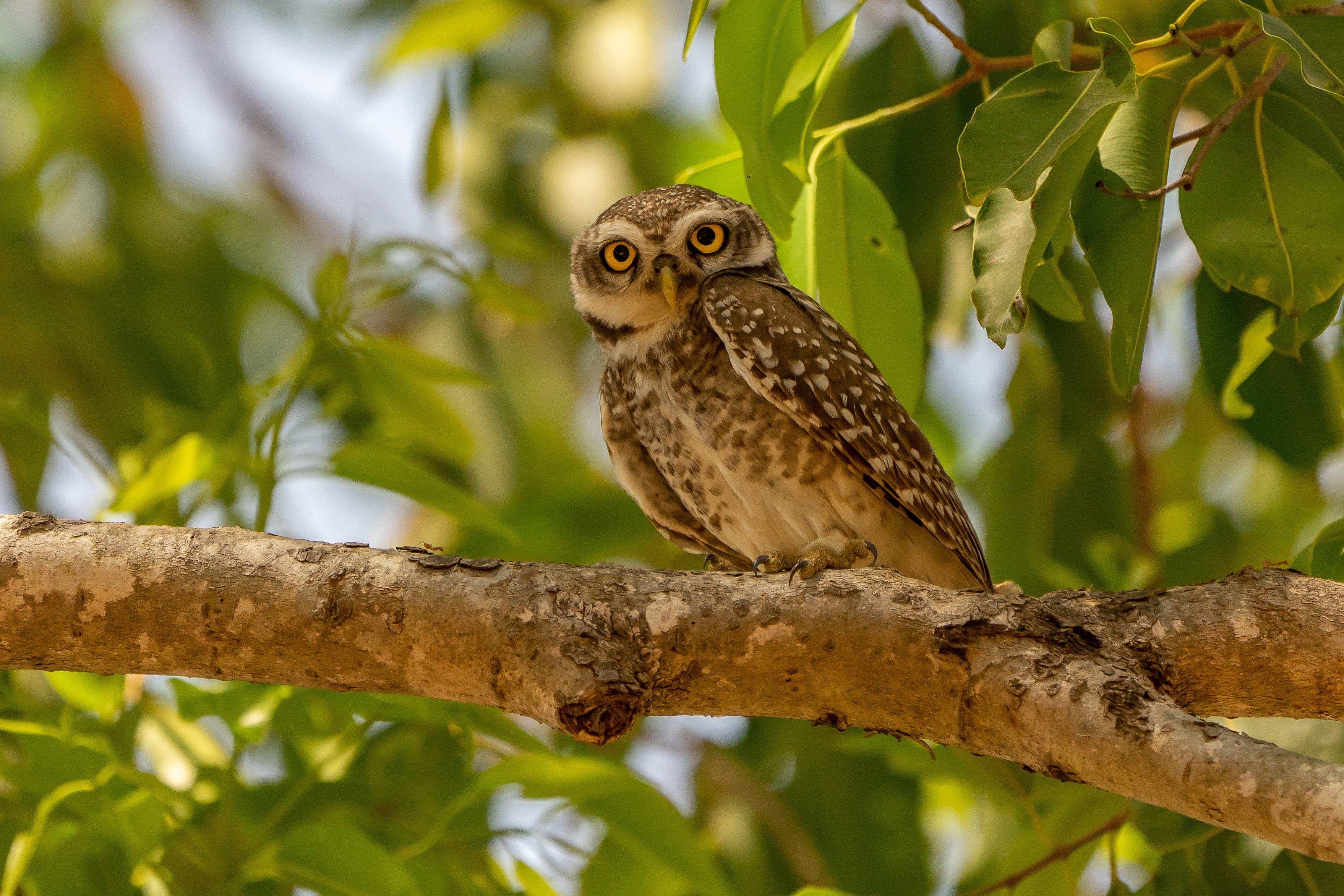 Spotted owl perched on a tree branch HD Wallpaper
