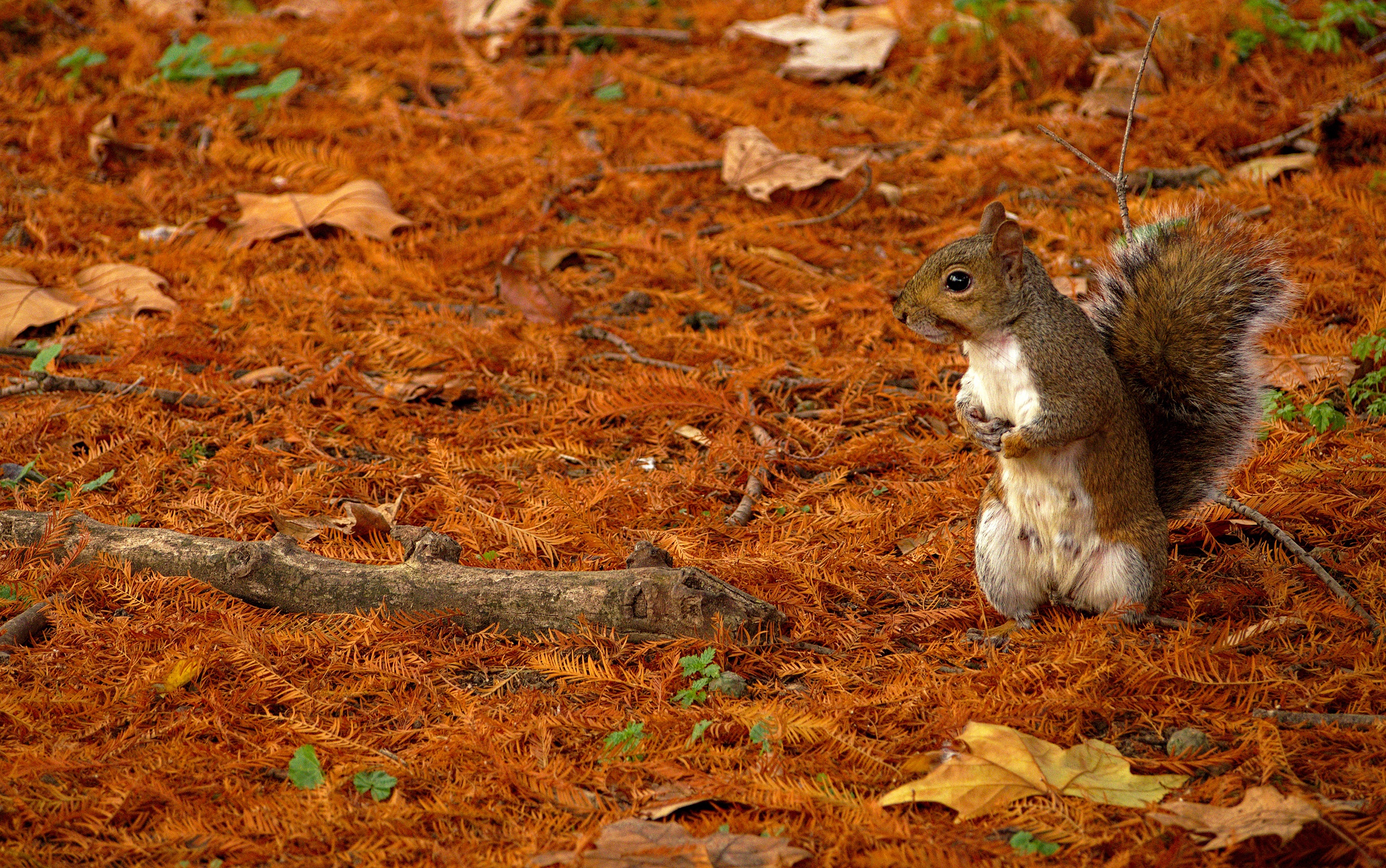 Squirrel standing on orange leaves HD Wallpaper