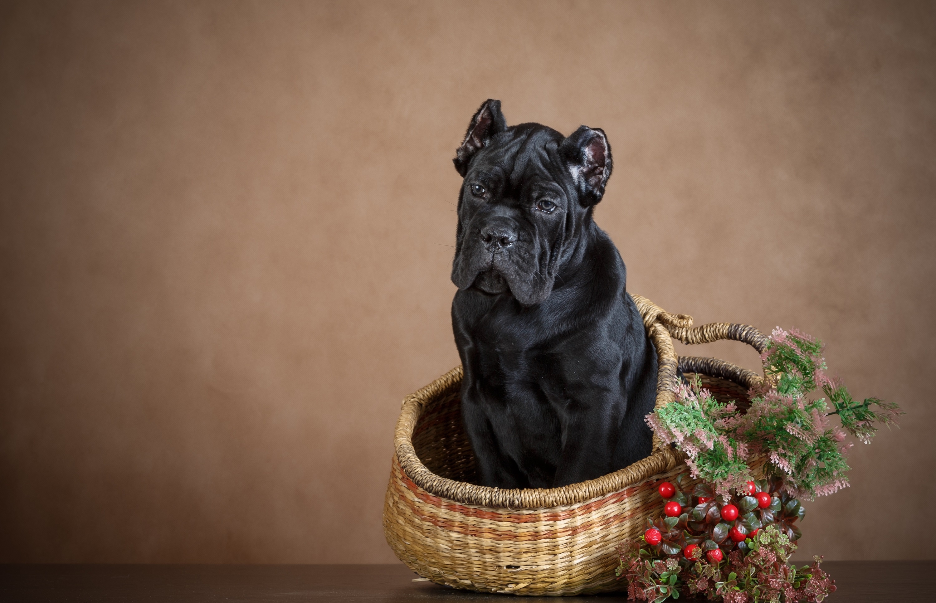 Black Cane Corso puppy in a basket HD Wallpaper