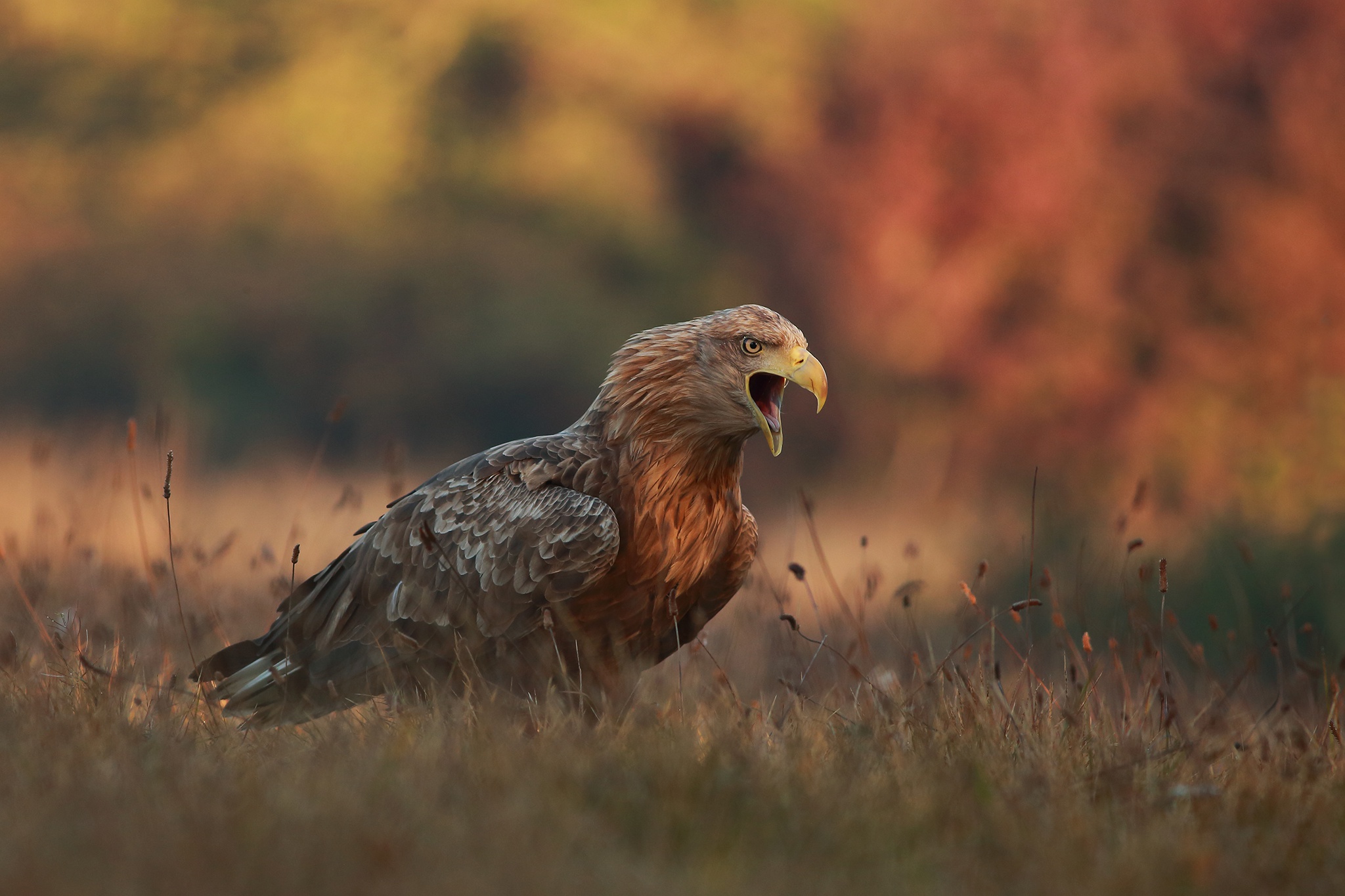 White-tailed eagle with open beak in grassy field HD Wallpaper