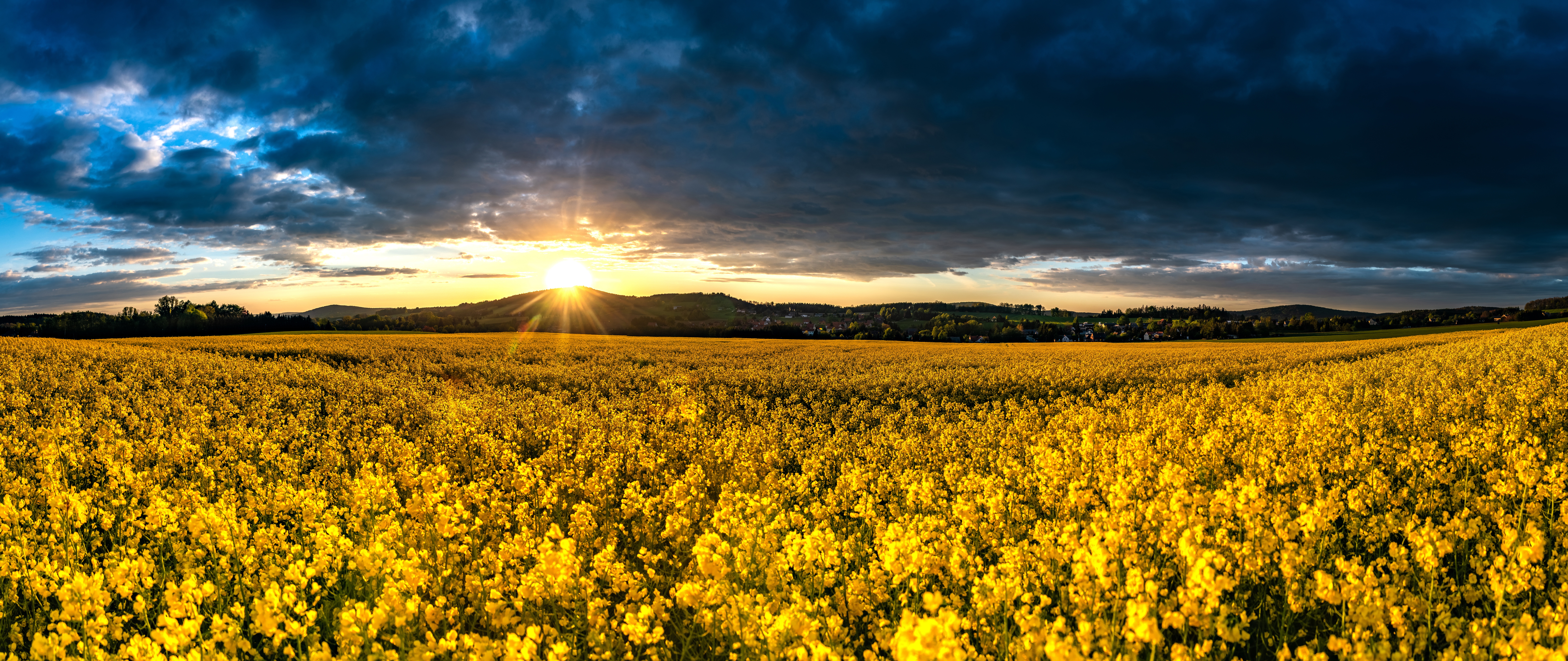Field of Yellow Flowers at Sunrise HD Wallpaper