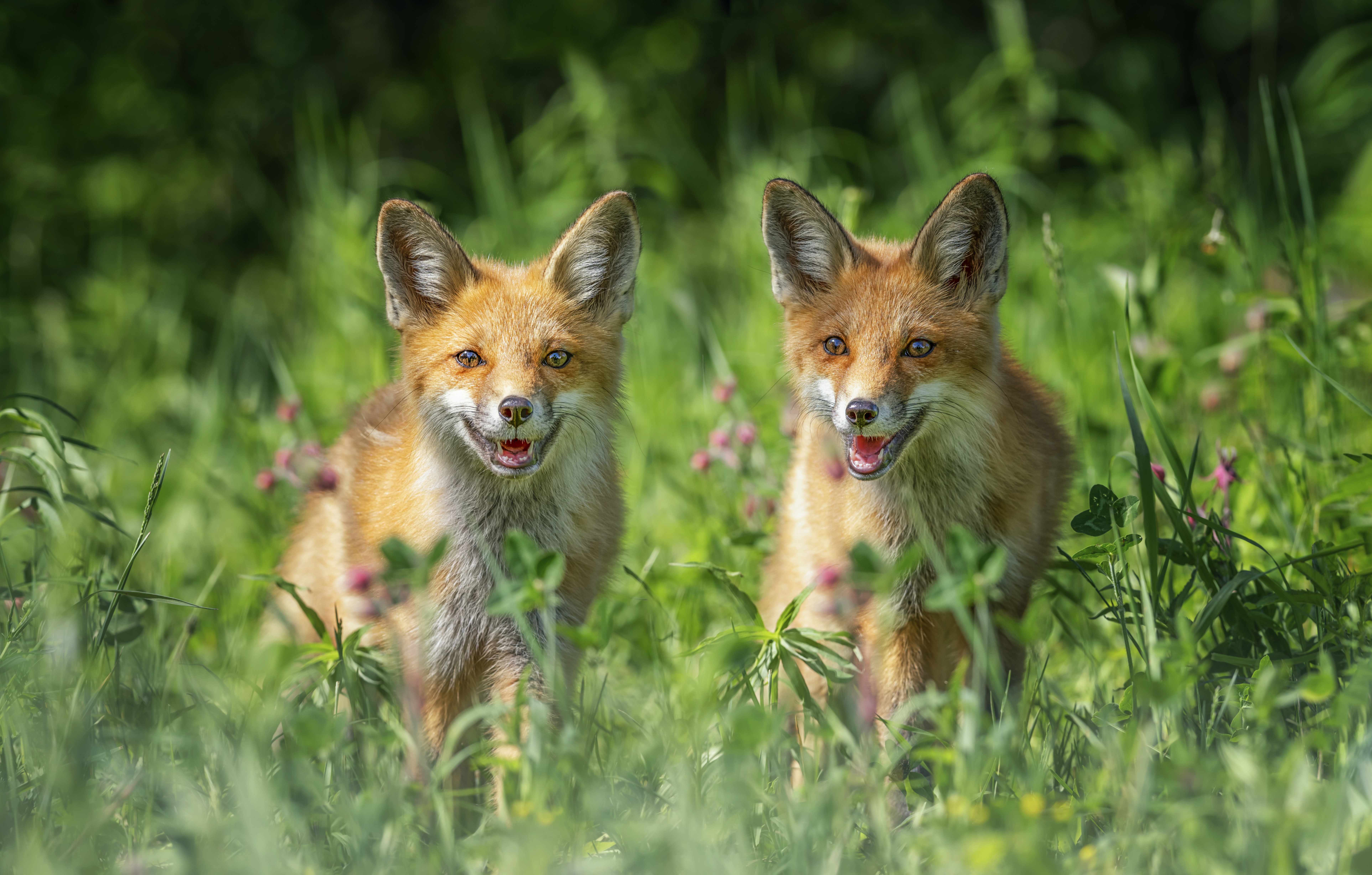 Two red foxes in green grass HD Wallpaper