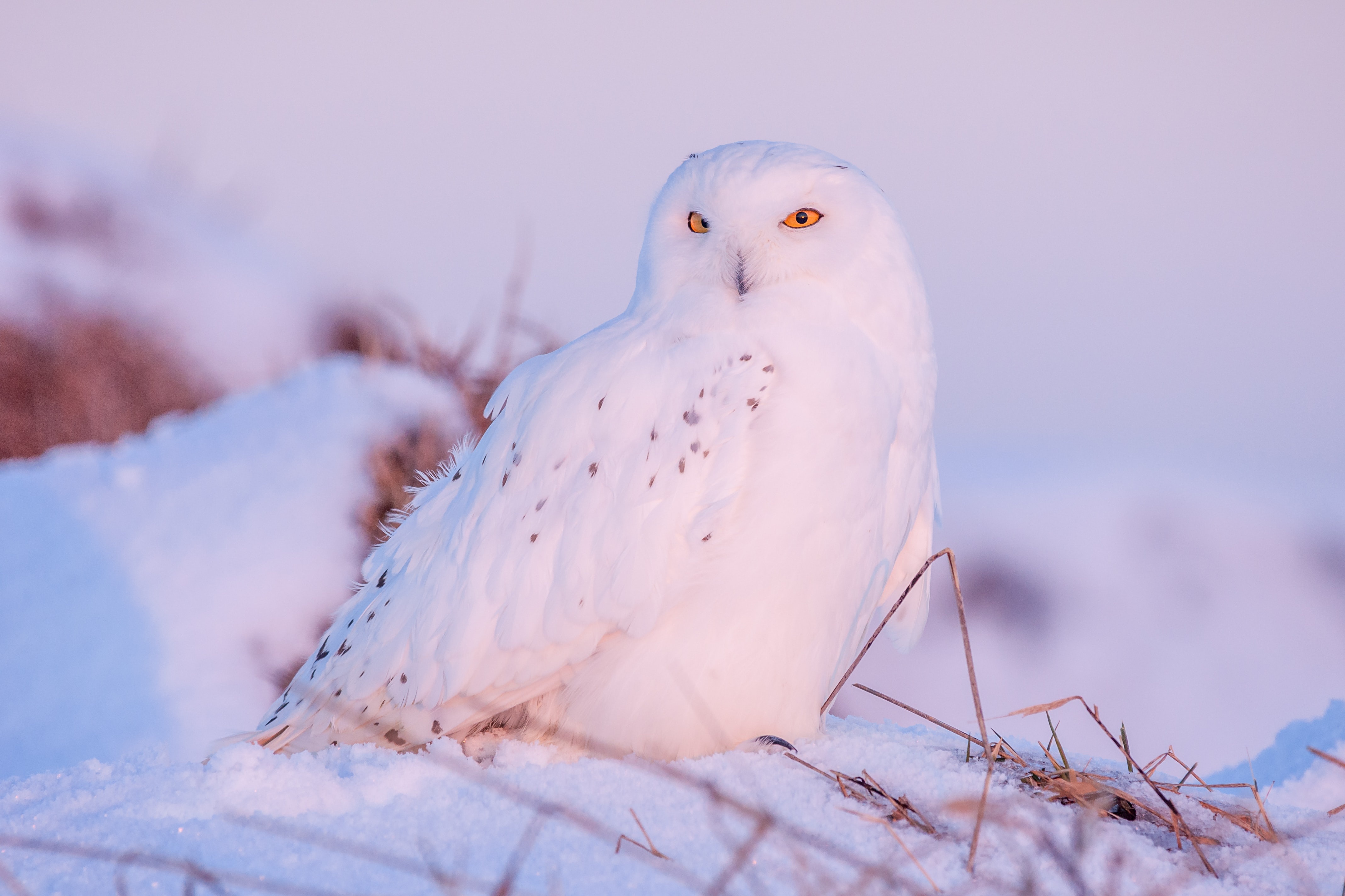 Snowy Owl Pictures Free Snowy Owl Pictures Free
